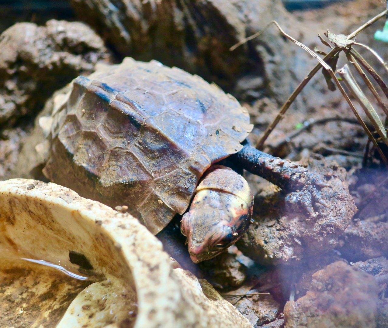 Ryukyu Black-Breasted Leaf Turtle (Geoemyda japonica)
