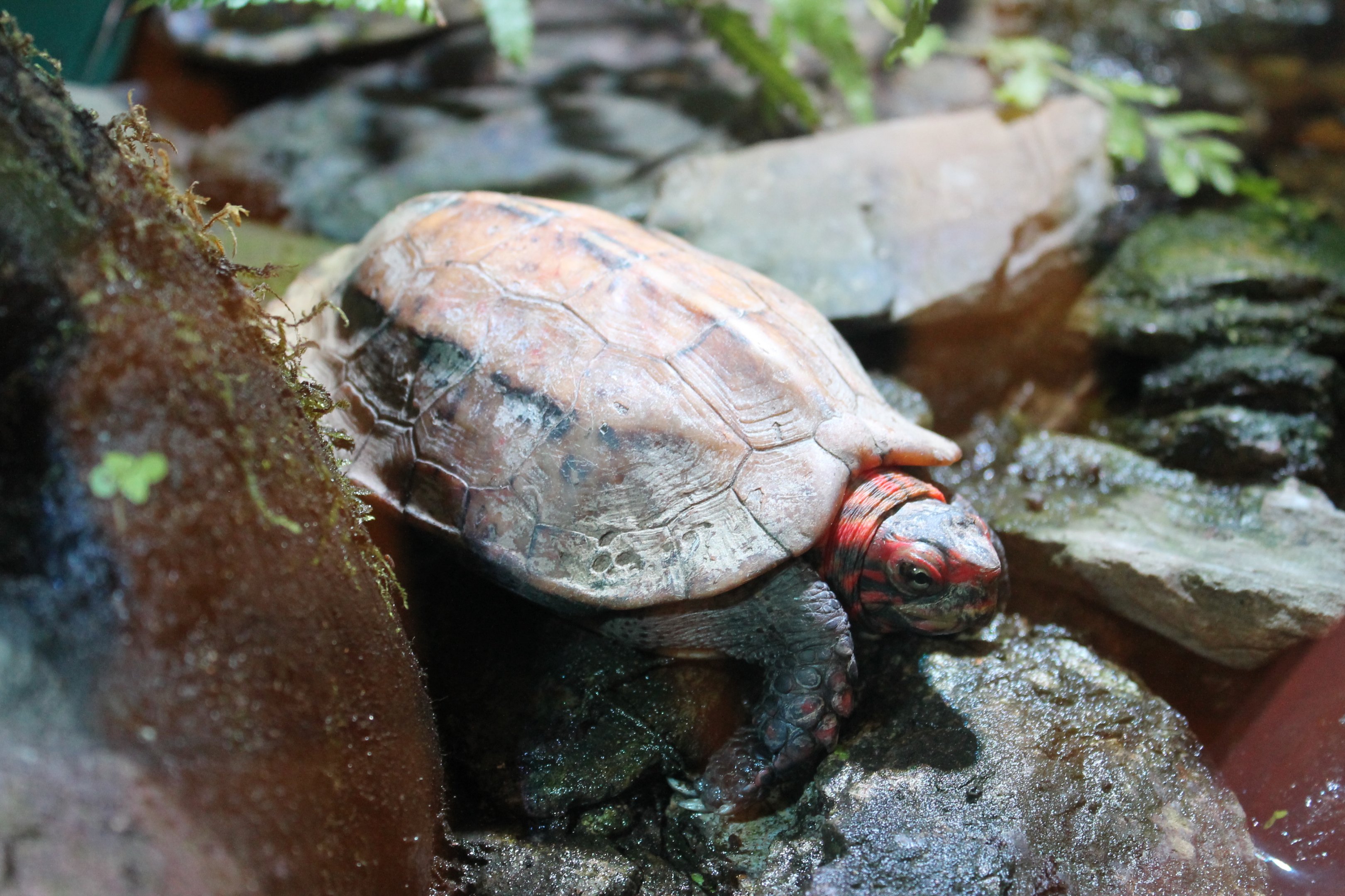 Ryukyu Black-breasted Leaf Turtle (Geoemyda japonica)