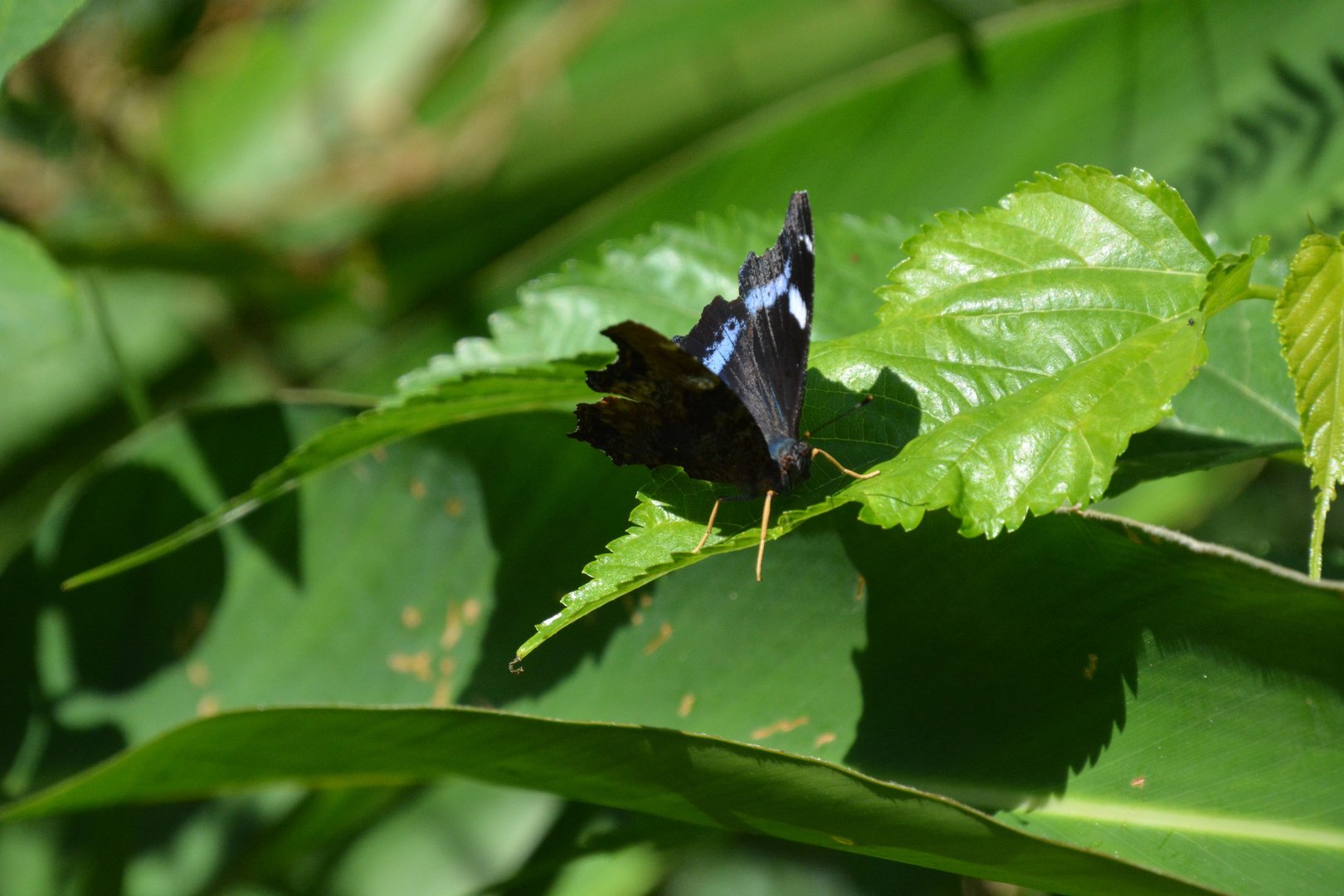 Ryukyu blue admiral (Kaniska canace ishima)