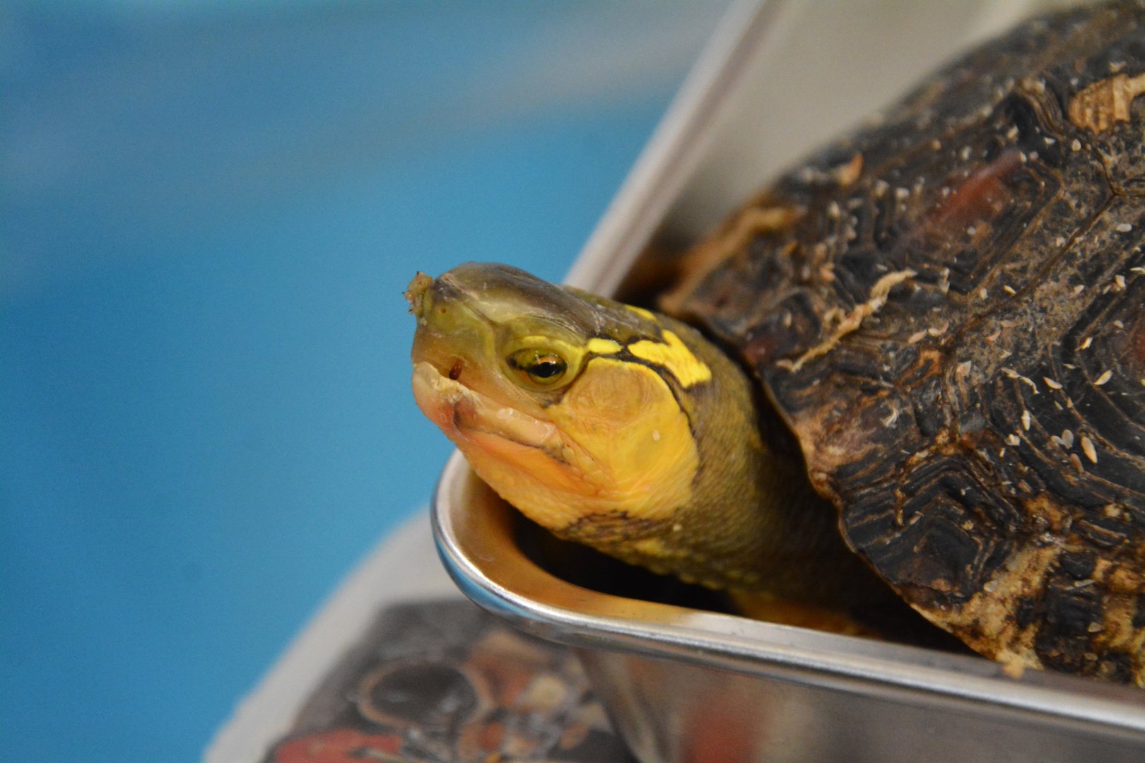 Ryukyu box turtle (Cuora flavomarginata evelynae)