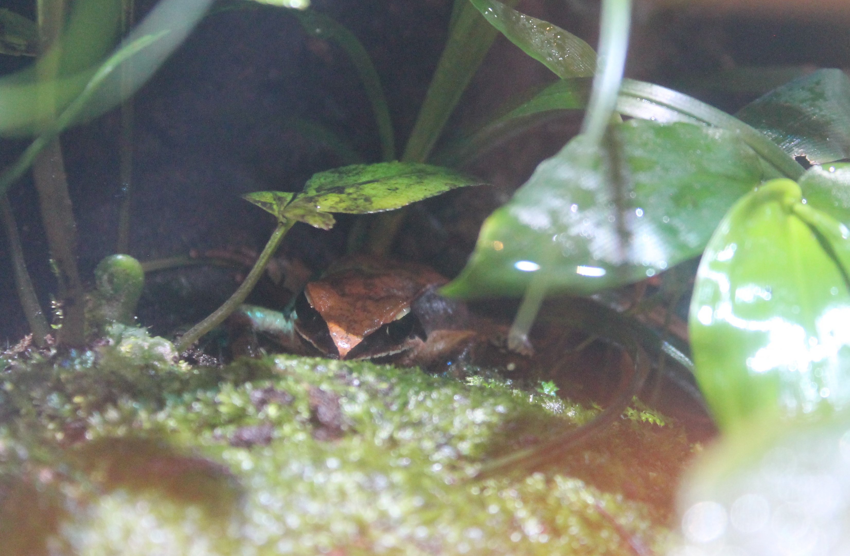 Ryukyu Brown Frog (Rana ulma)