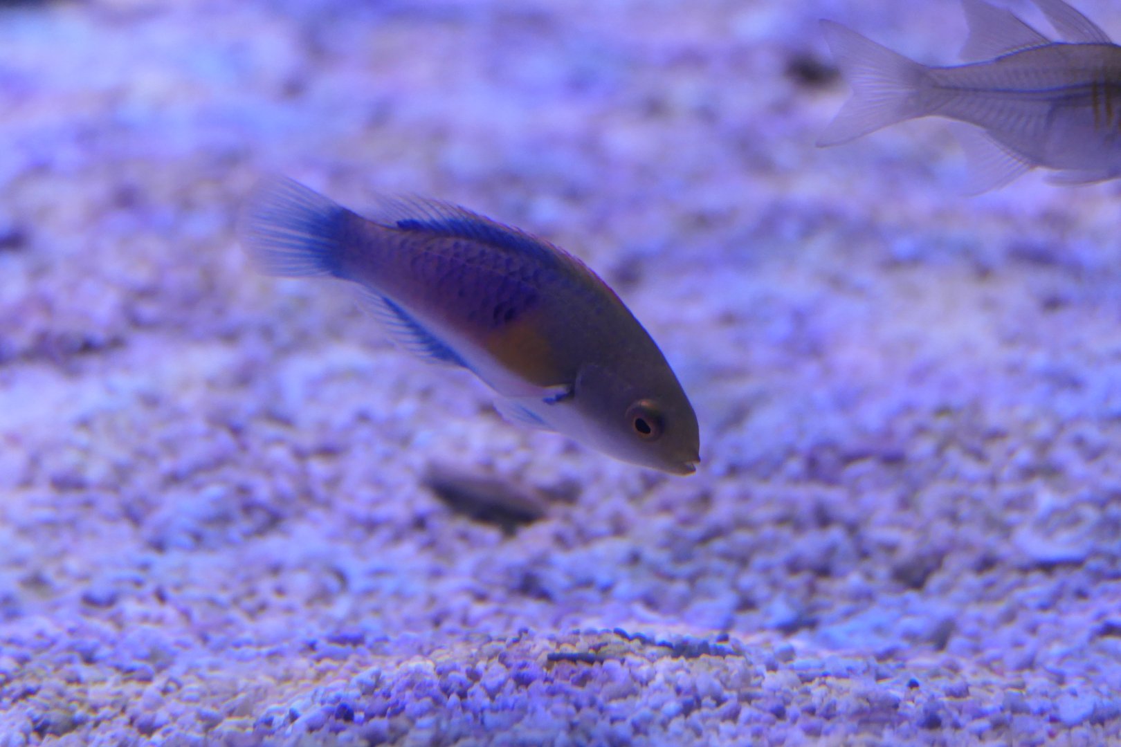 Ryukyu Fairywrasse (Cirrhilabrus ryukyuensis)