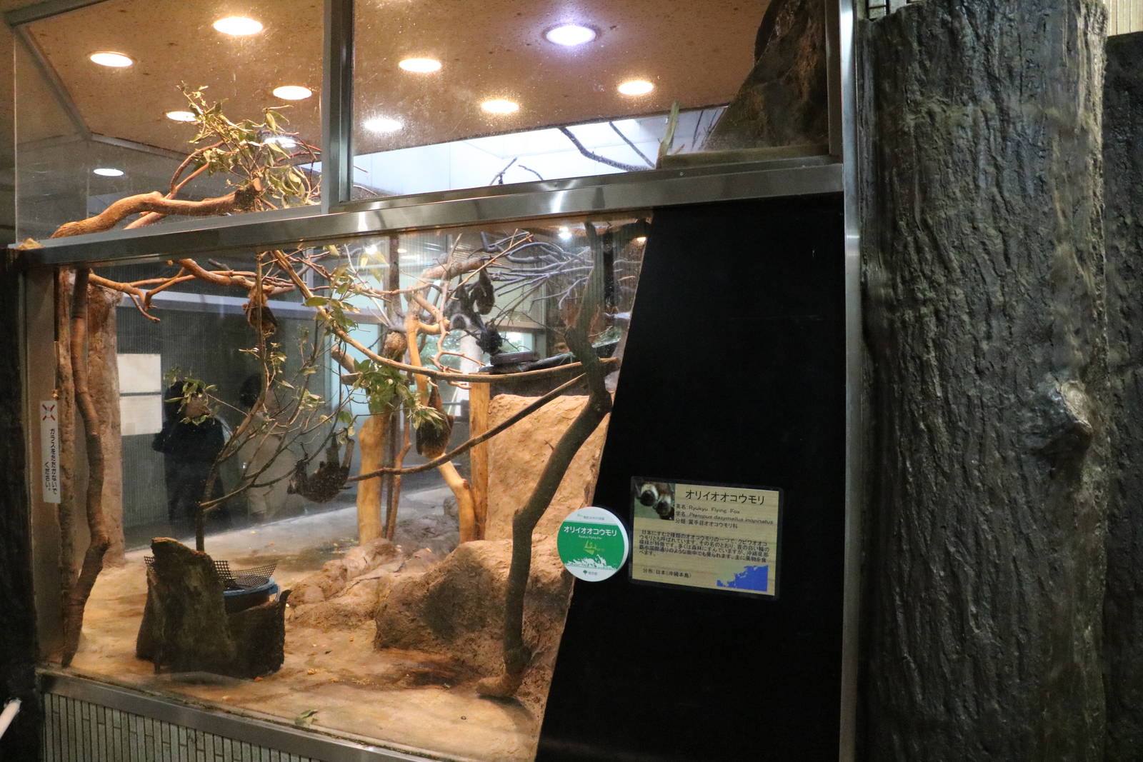 Ryukyu flying fox enclosure, February 2016