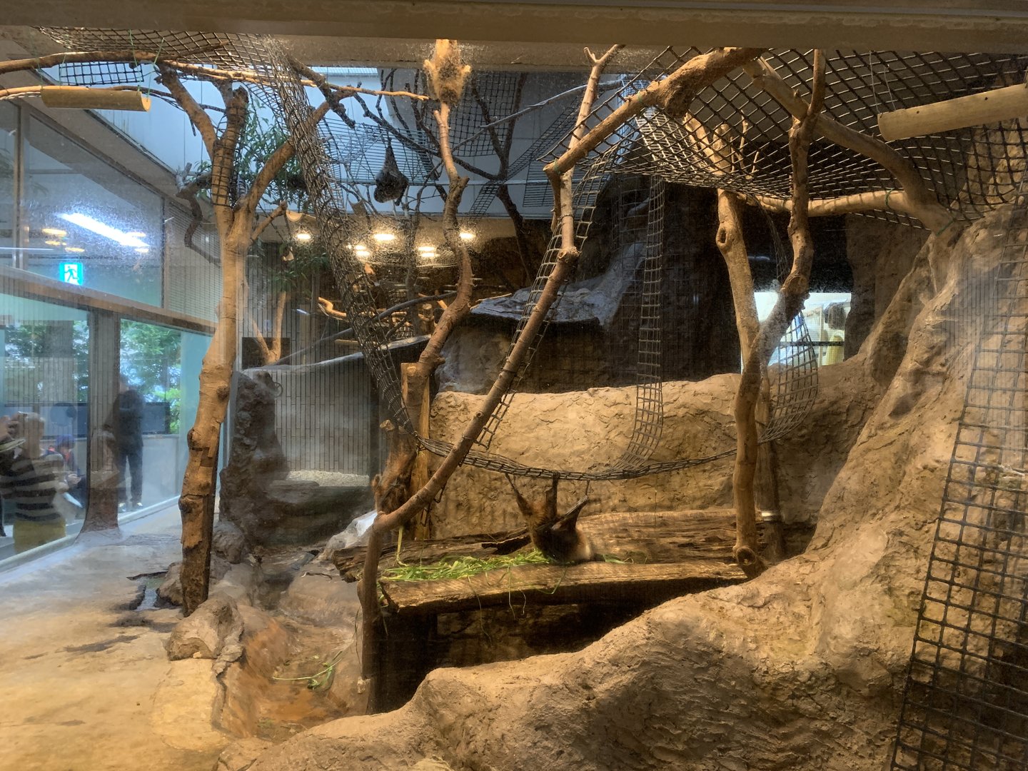 Ryukyu Flying Fox Exhibit