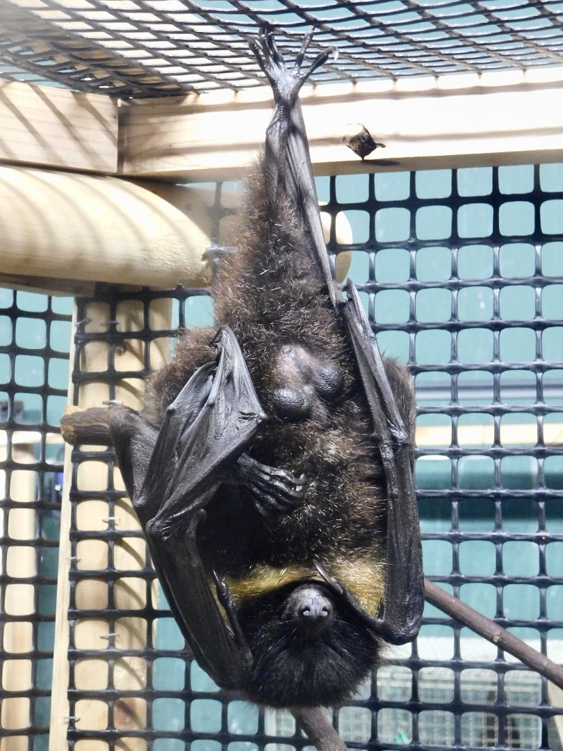 Ryukyu Flying Fox (Pteropus dasymallus inopinatus) October 4, 2025