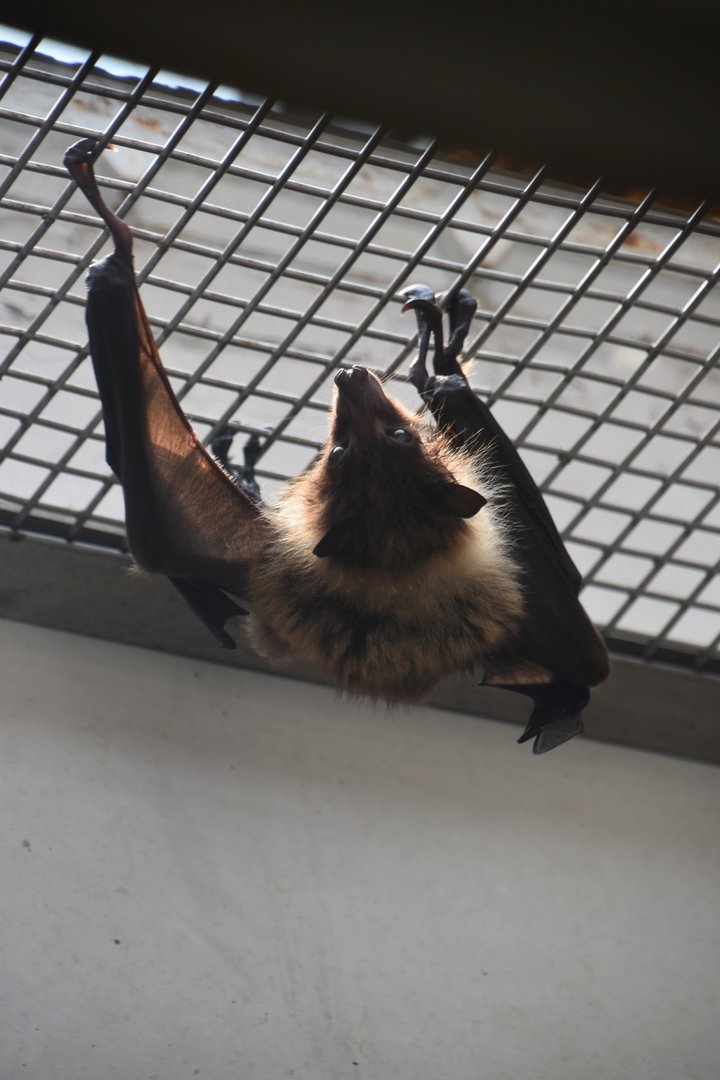 Ryukyu flying fox (Pteropus dasymallus inopinatus)