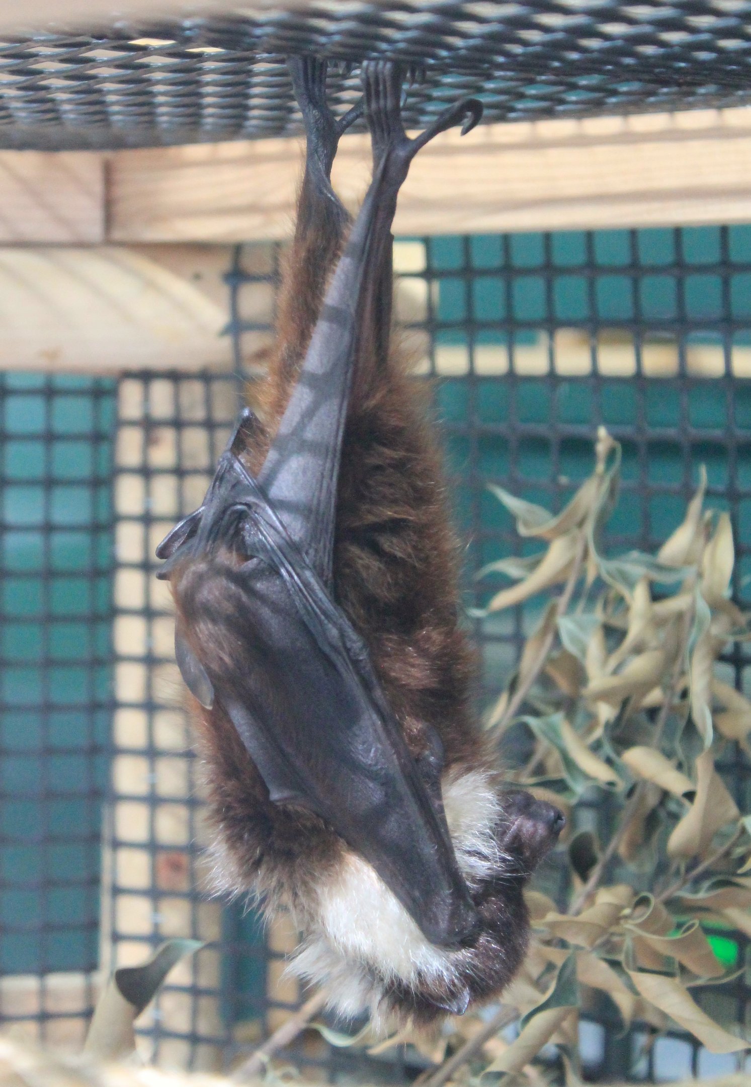 Ryukyu Flying Fox (Pteropus dasymallus inopinatus)