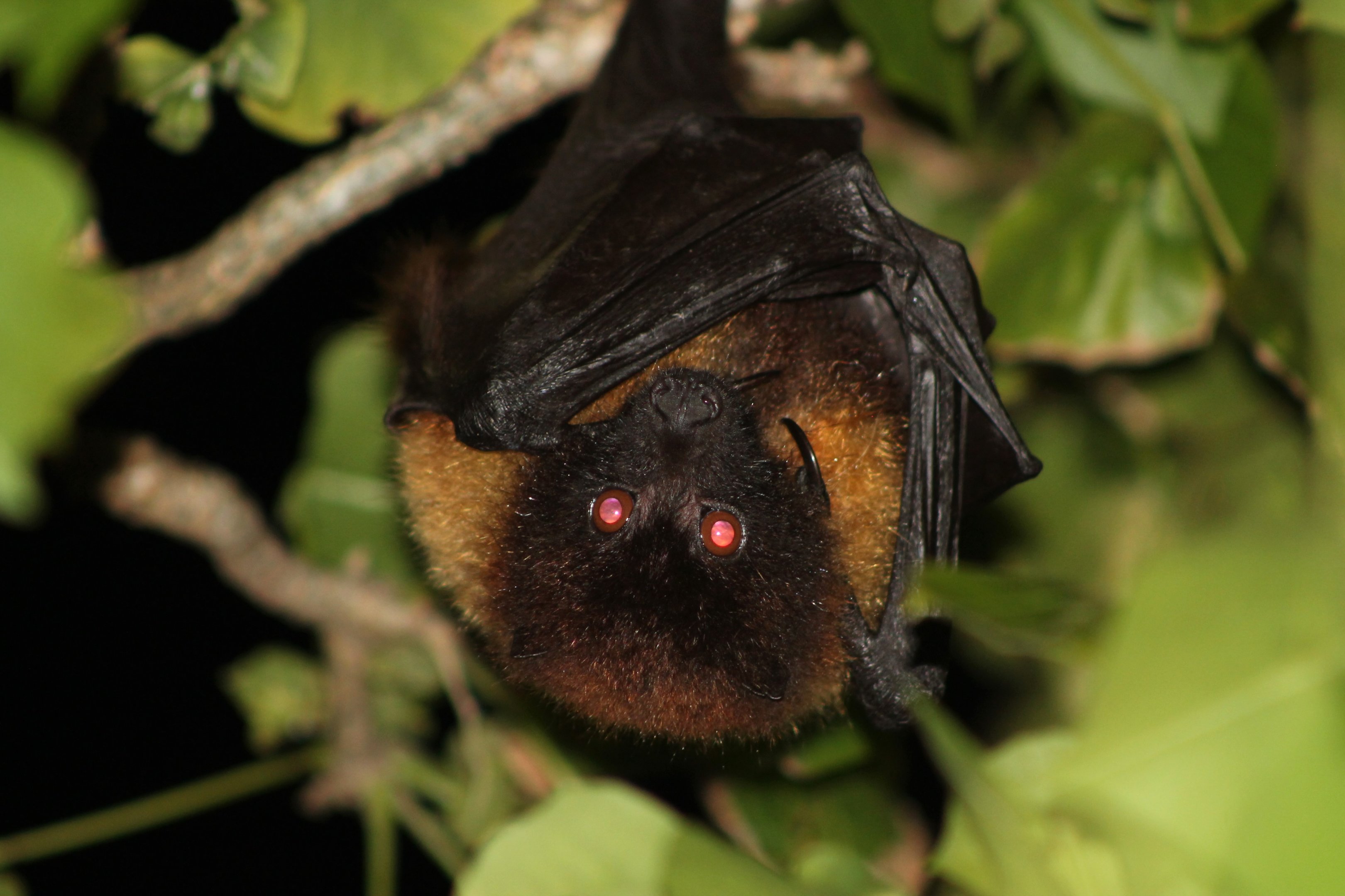 Ryukyu Flying Fox (Pteropus dasymallus inopinatus)