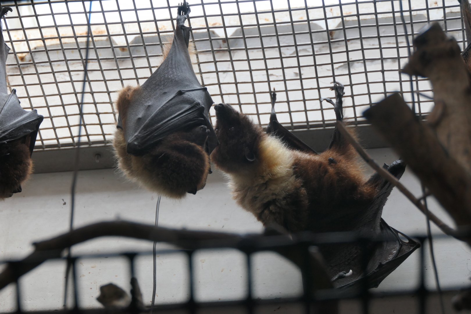 Ryukyu Flying-fox (Pteropus dasymallus inopinatus)