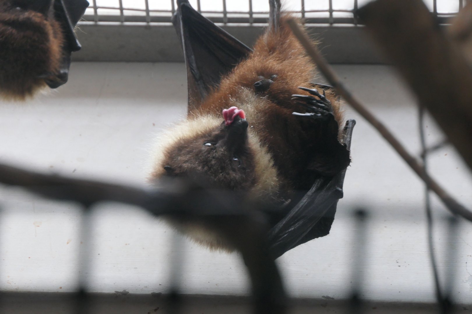 Ryukyu Flying-fox (Pteropus dasymallus inopinatus)