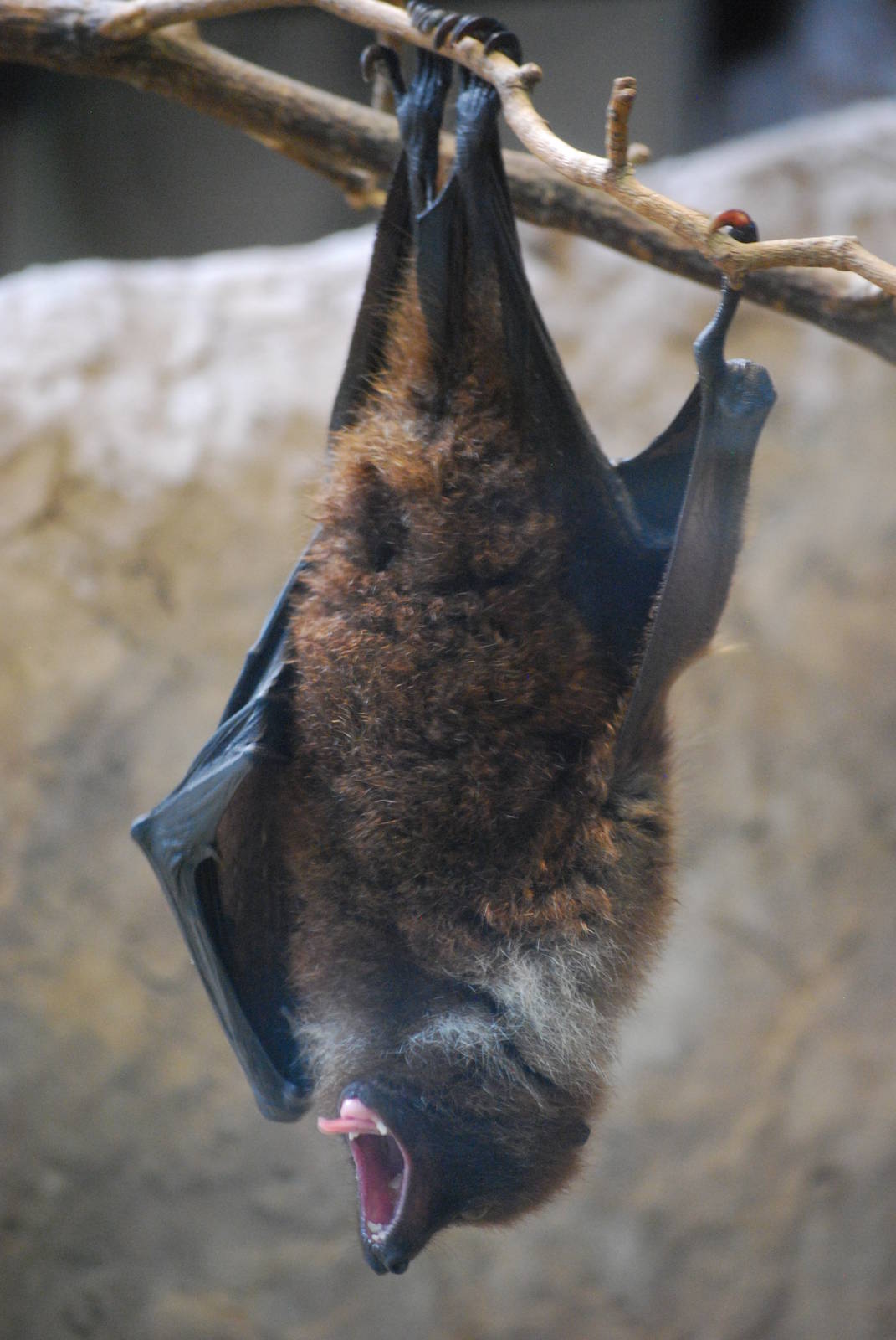 Ryukyu flying fox (Pteropus dasymallus)