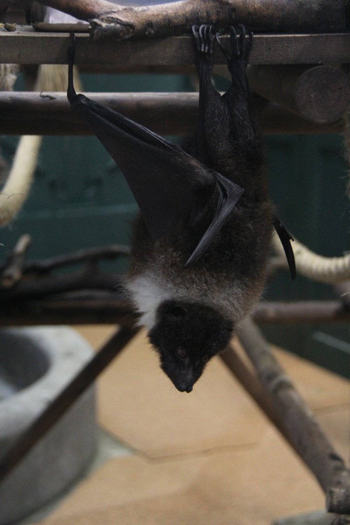 Ryukyu flying fox (Pteropus dasymallus)