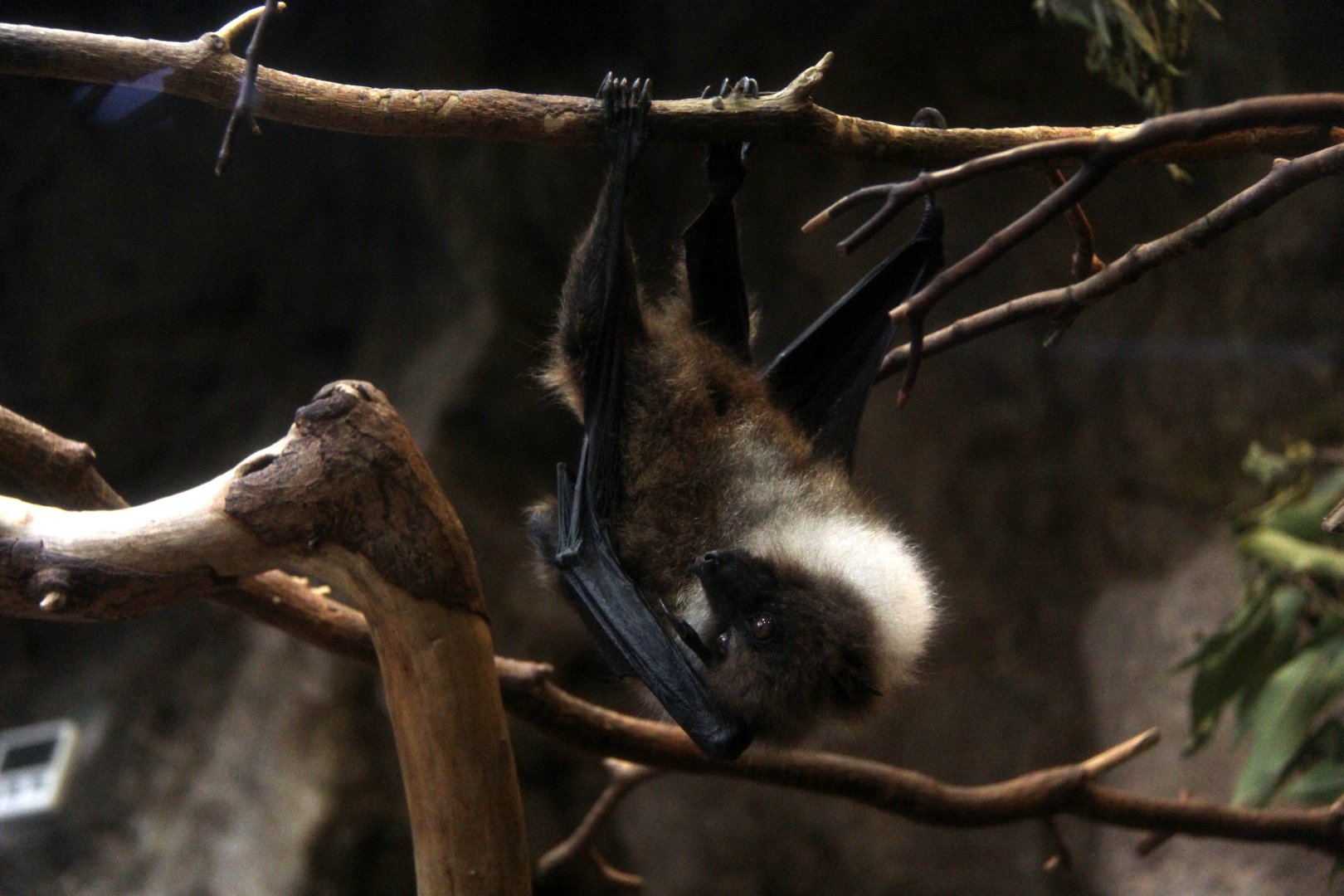 Ryukyu flying fox (Pteropus dasymallus)