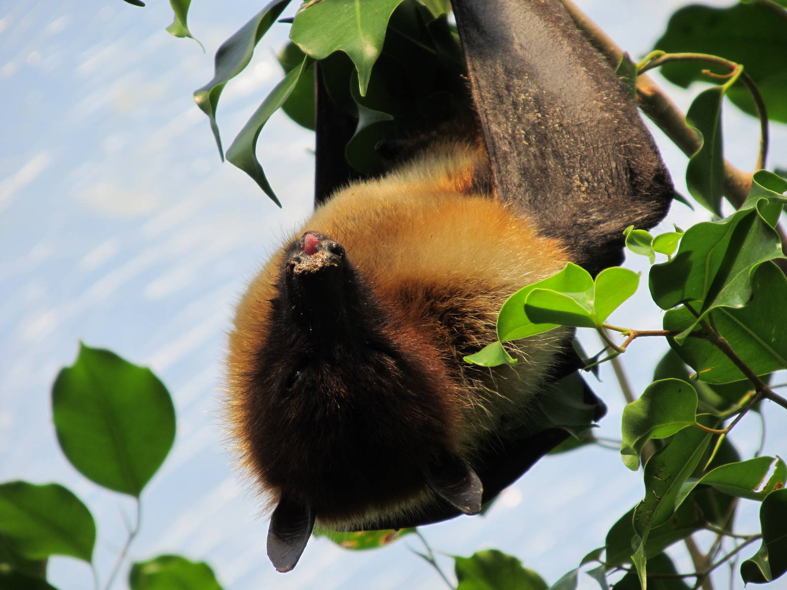 Ryukyu Flying Fox