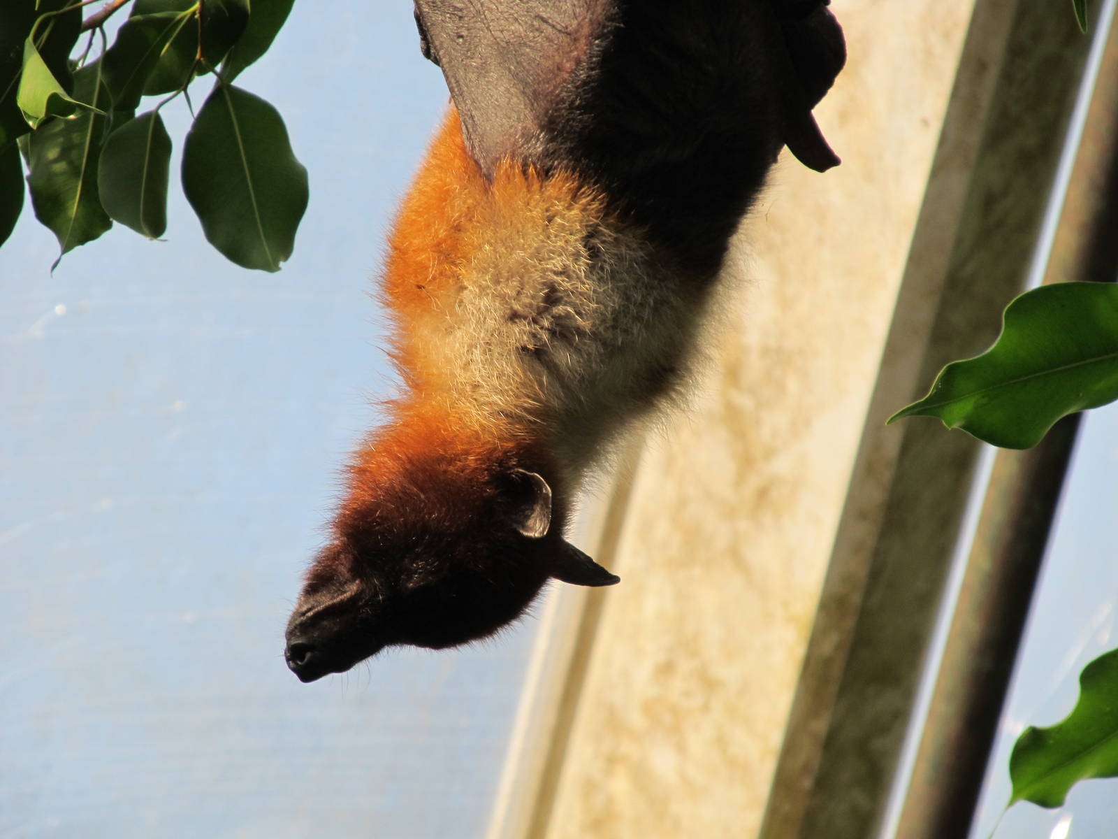 Ryukyu Flying Fox