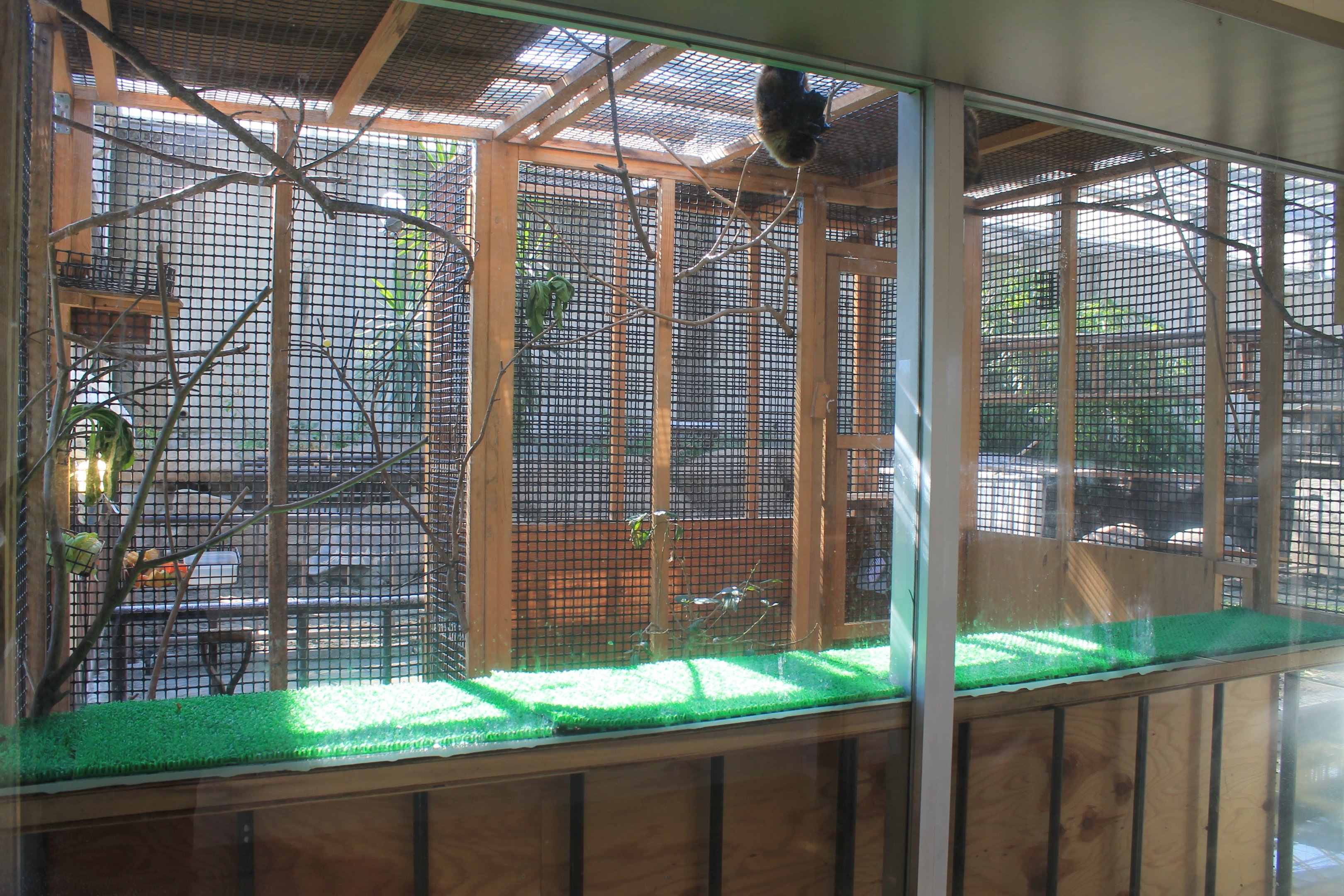 Ryukyu Flying Foxes - Oshima Park Zoo