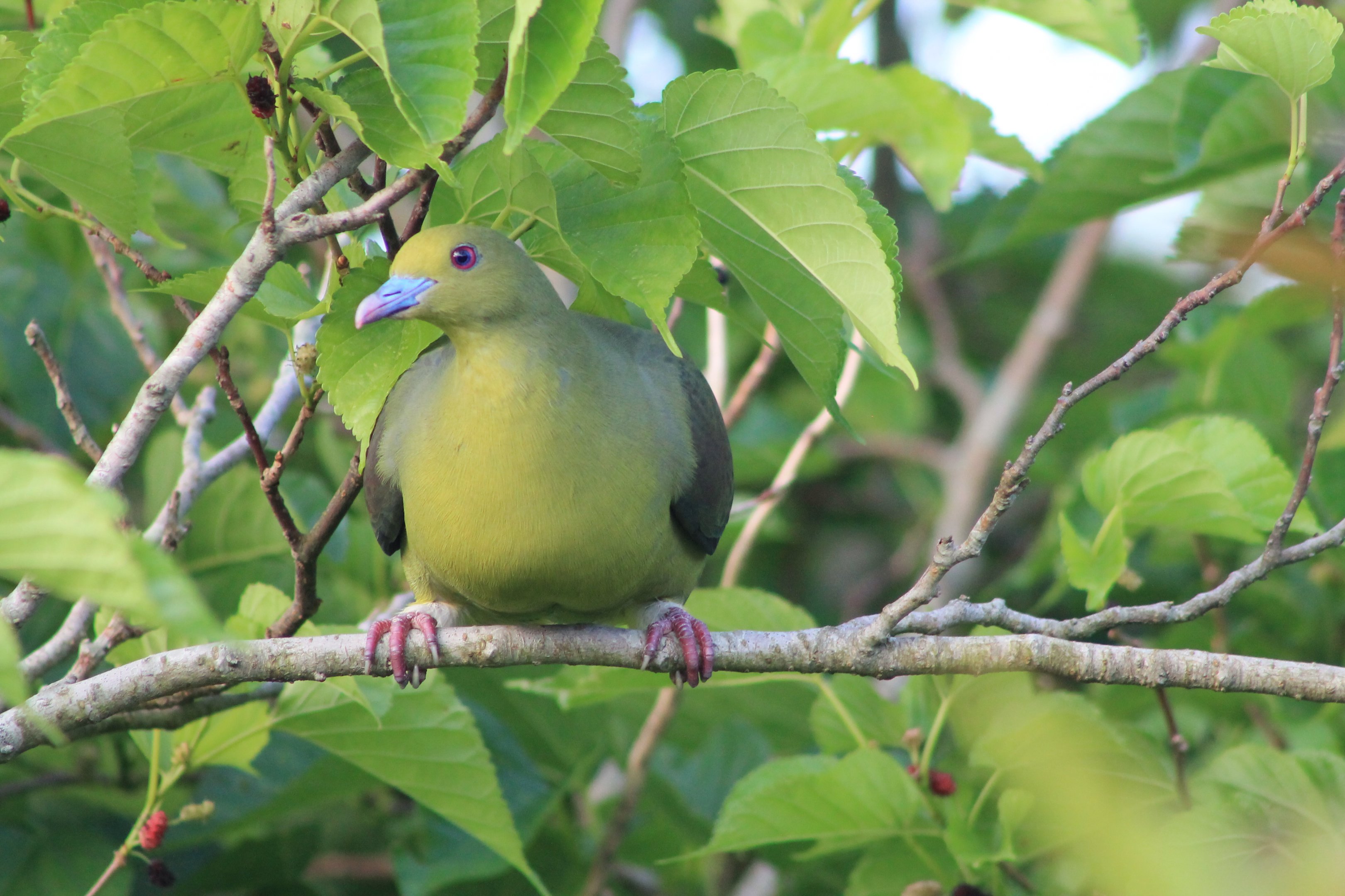 Ryukyu Green Pigeon (Treron permagnus medioximus)