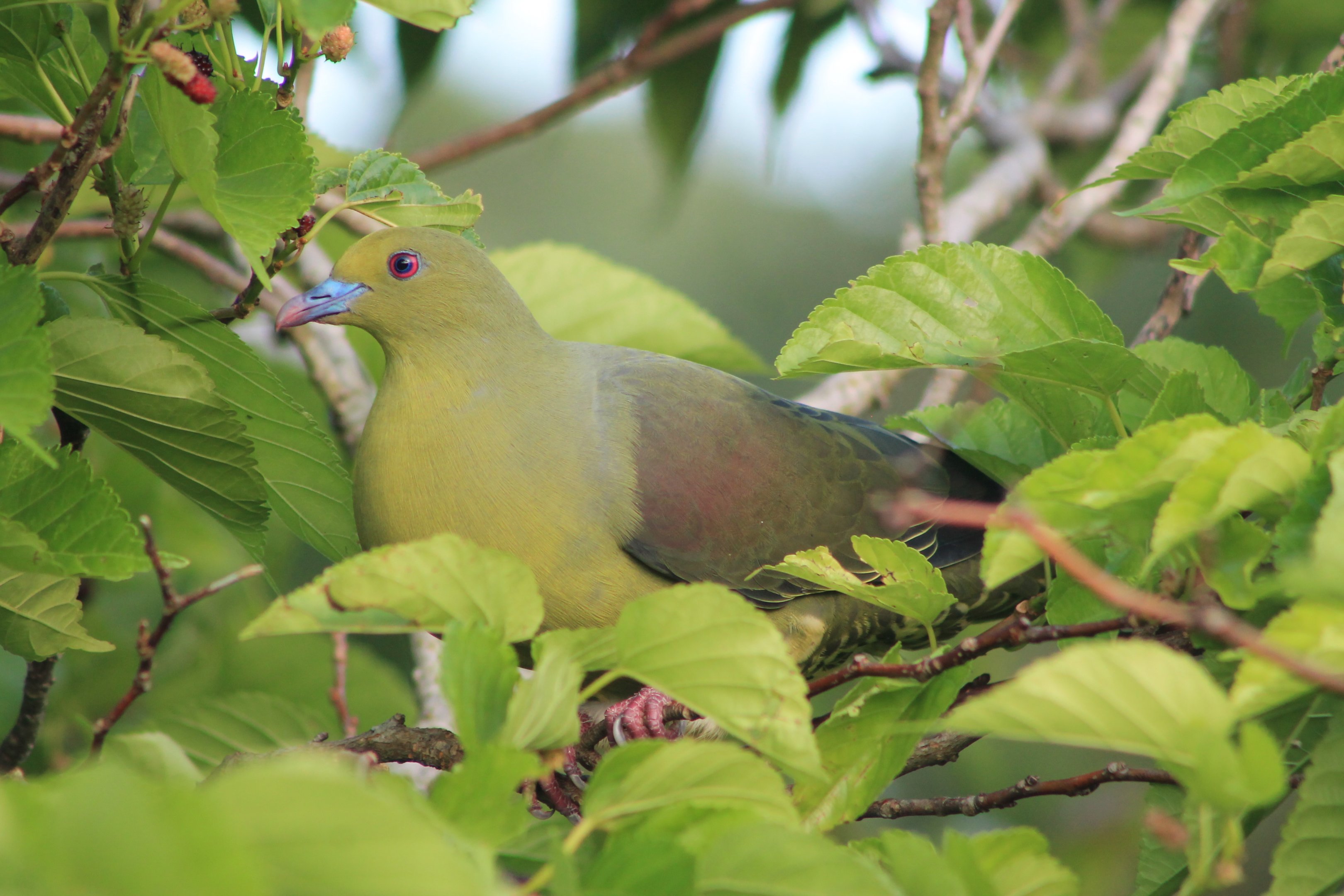 Ryukyu Green Pigeon (Treron permagnus medioximus)