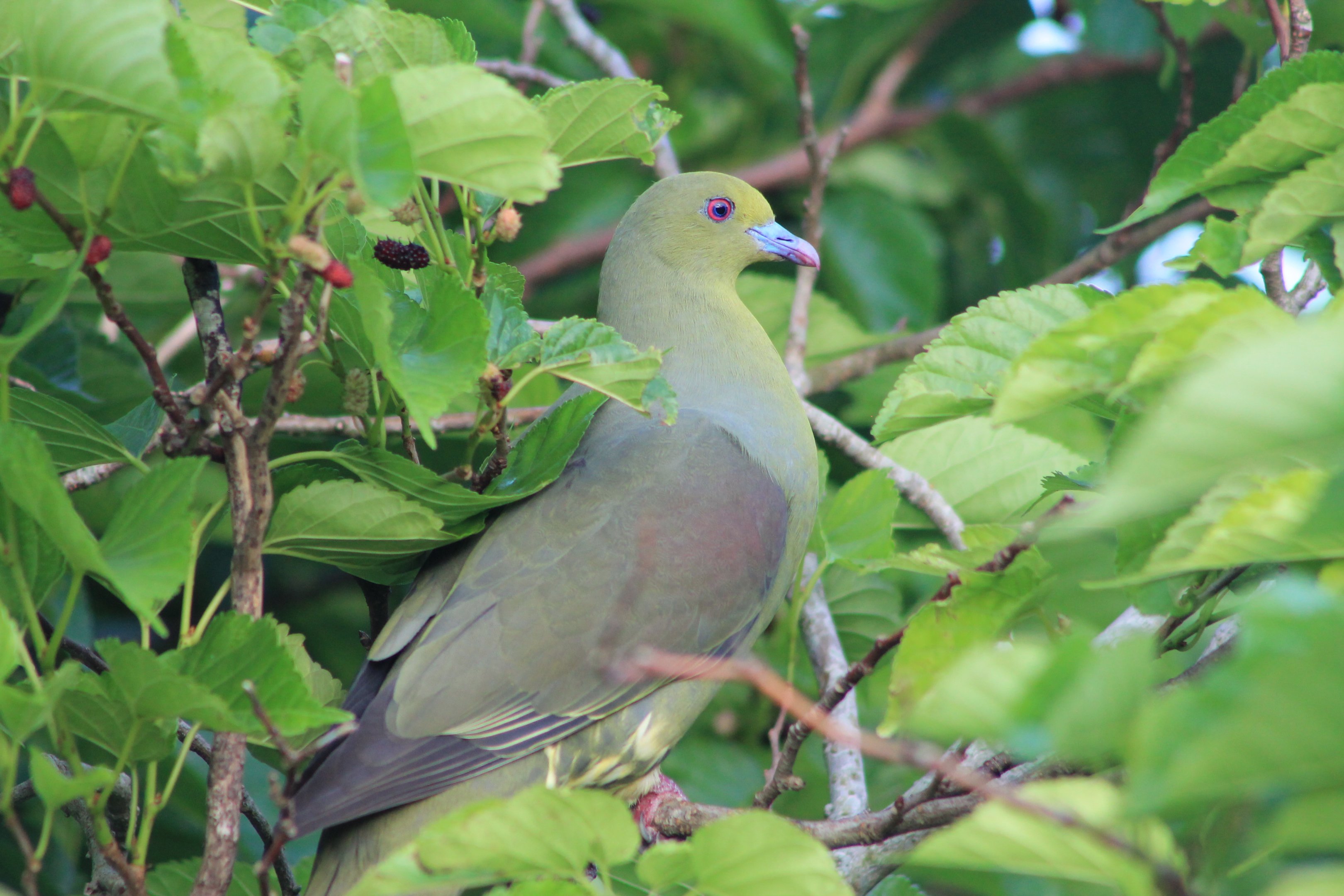 Ryukyu Green Pigeon (Treron permagnus medioximus)
