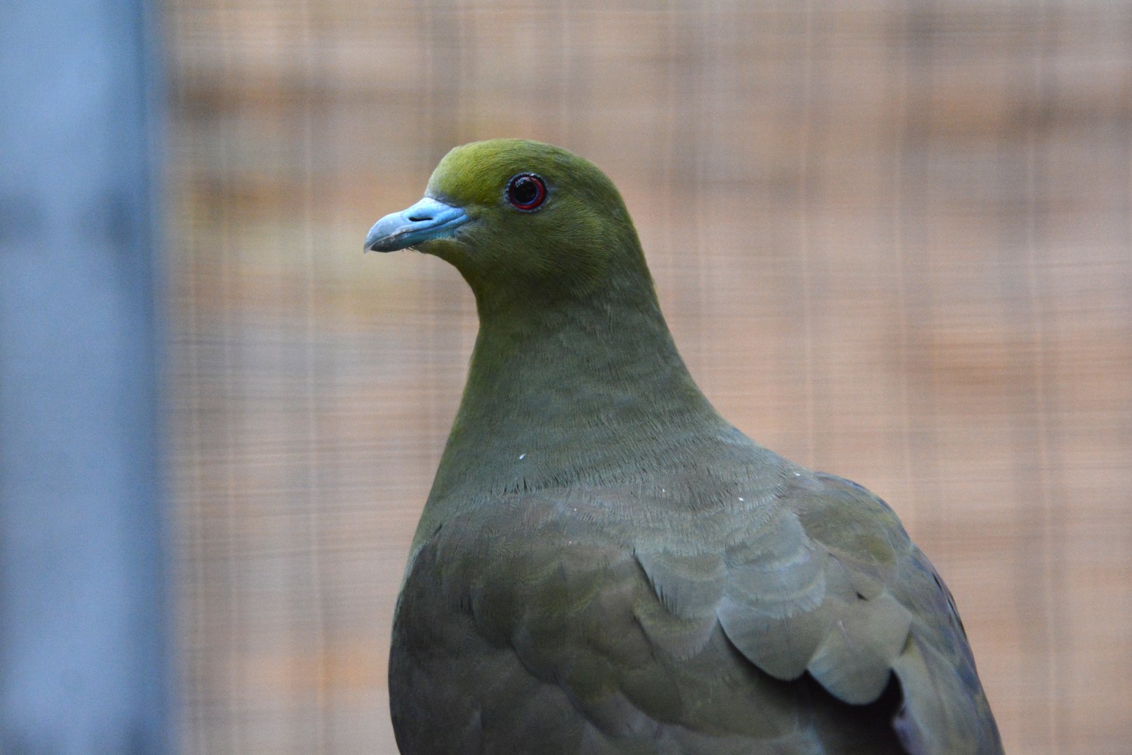 Ryukyu green pigeon (Treron permagnus)
