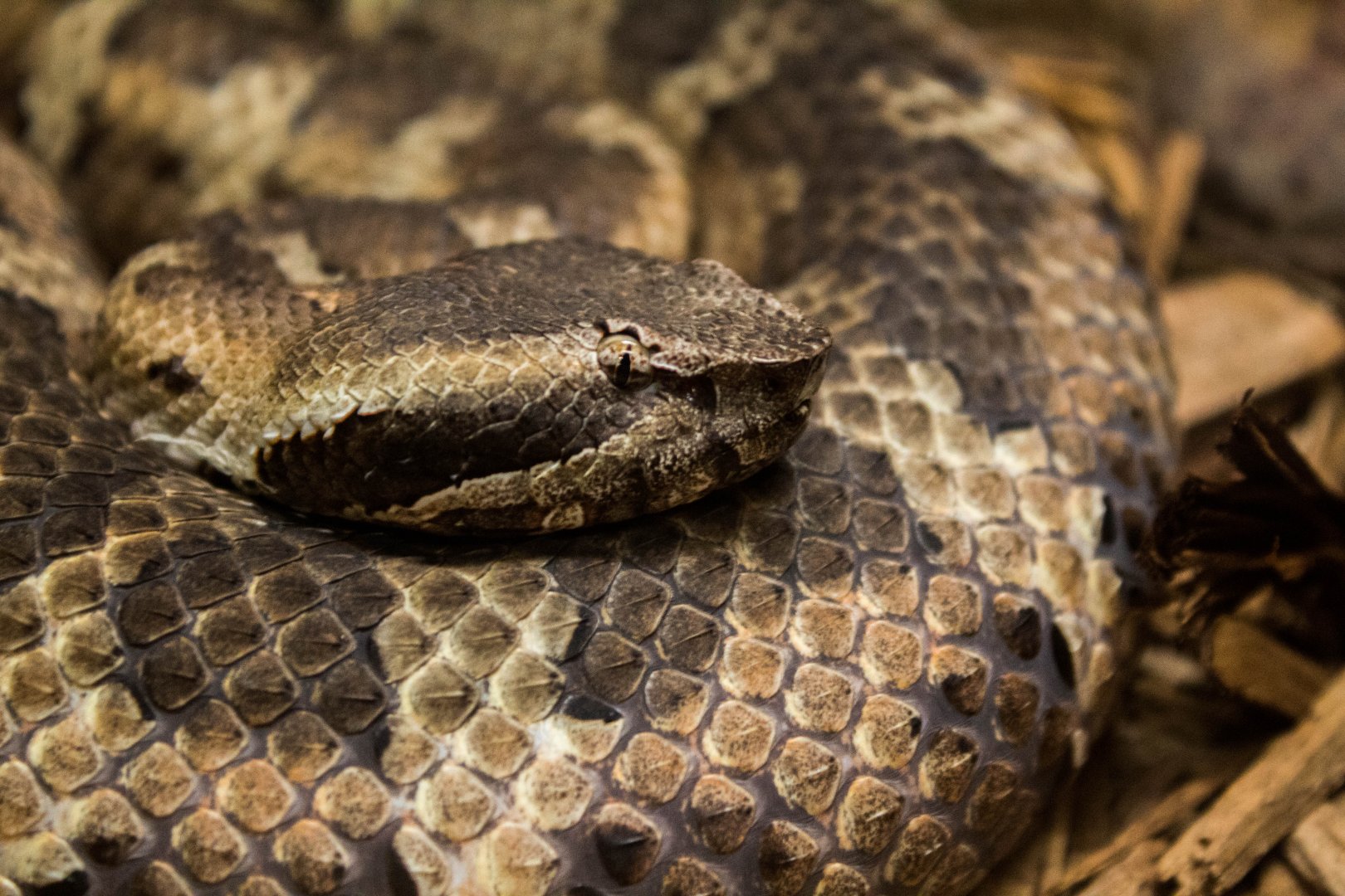 Ryukyu Island pit viper