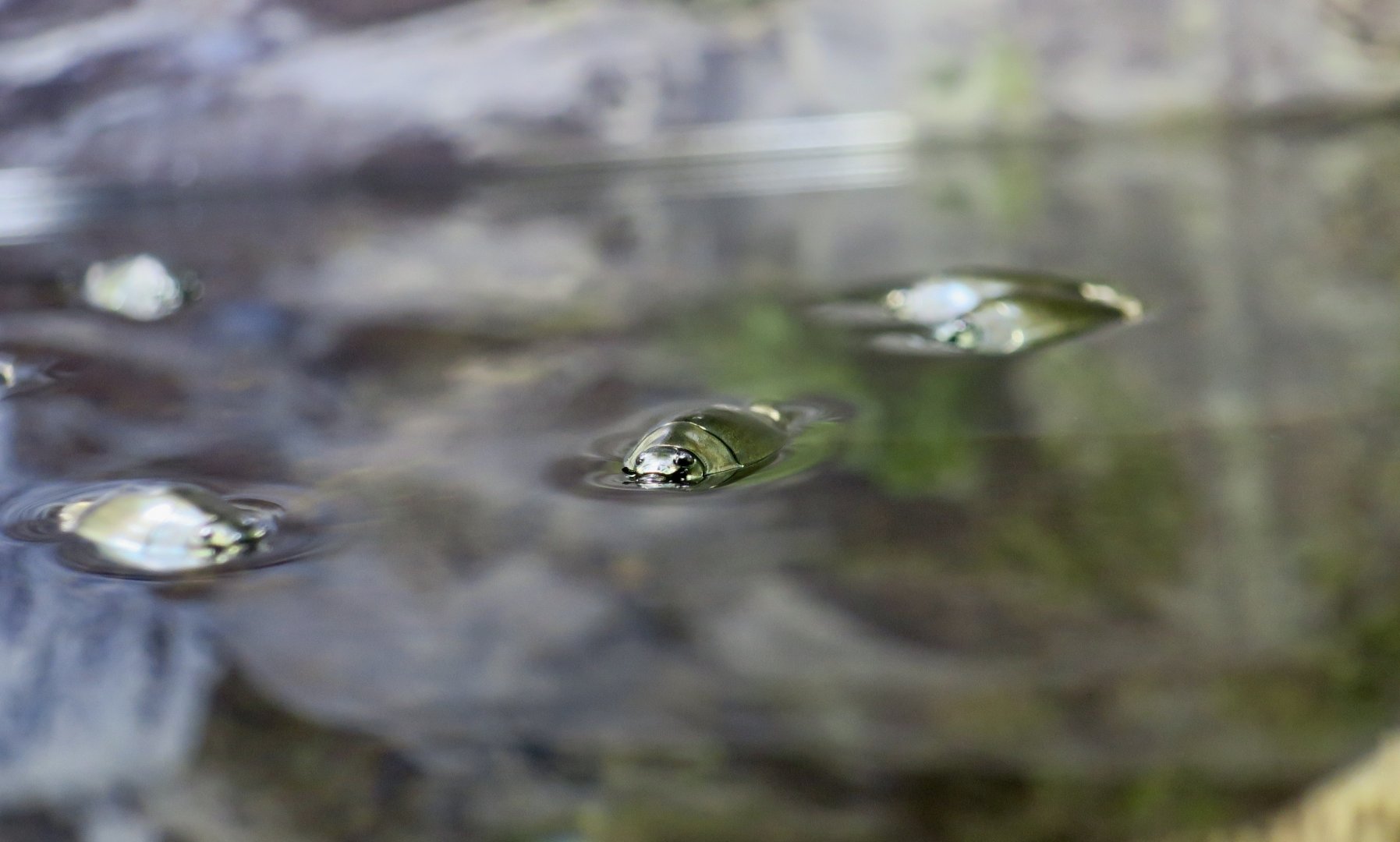 Ryukyu Islands Whirligig Beetle (Dineutus mellyi insularis)