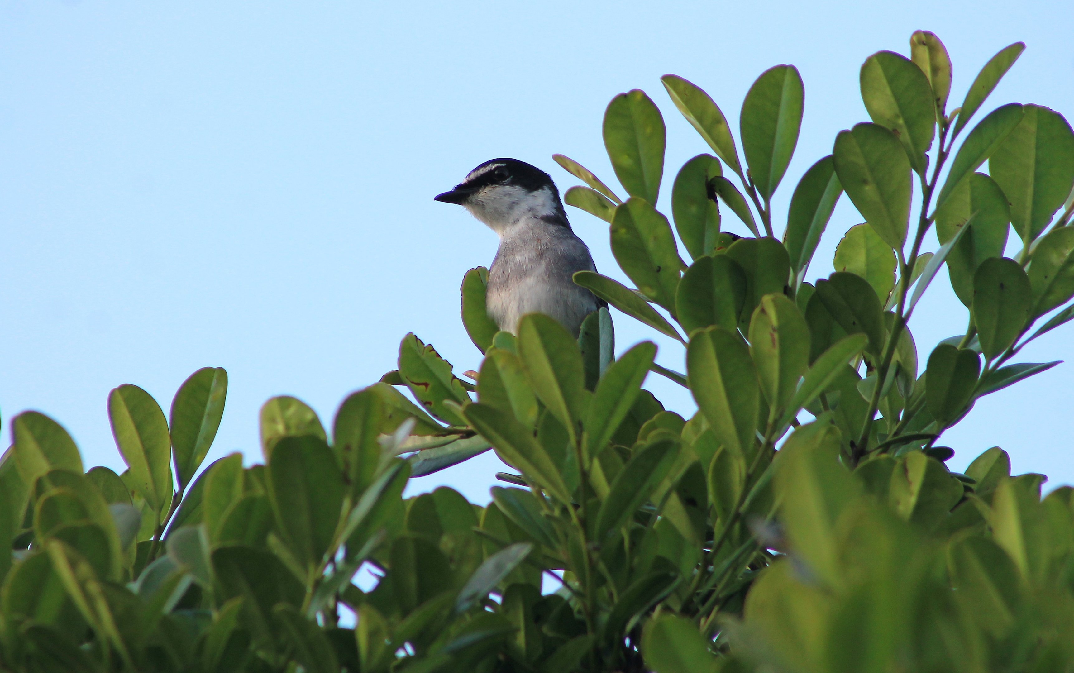 Ryukyu Minivet (Pericrocotus tegimae)