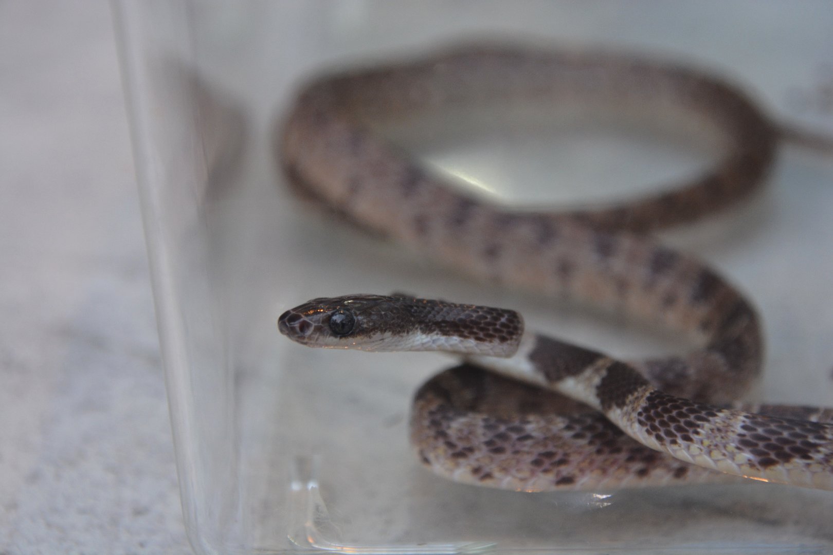 Ryukyu mountain wolf snake (Lycodon multifasciatus)