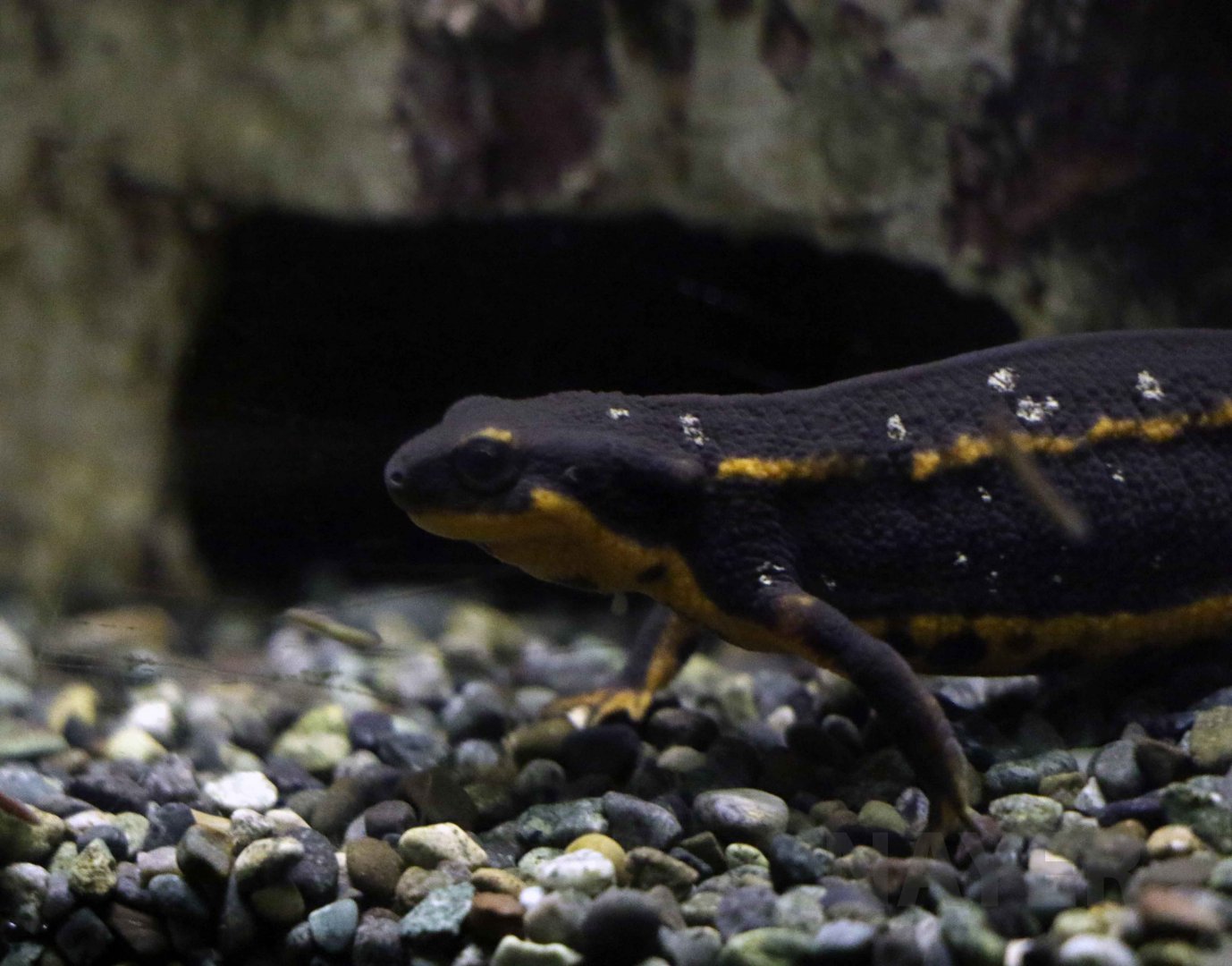 Ryukyu newt, October 2017