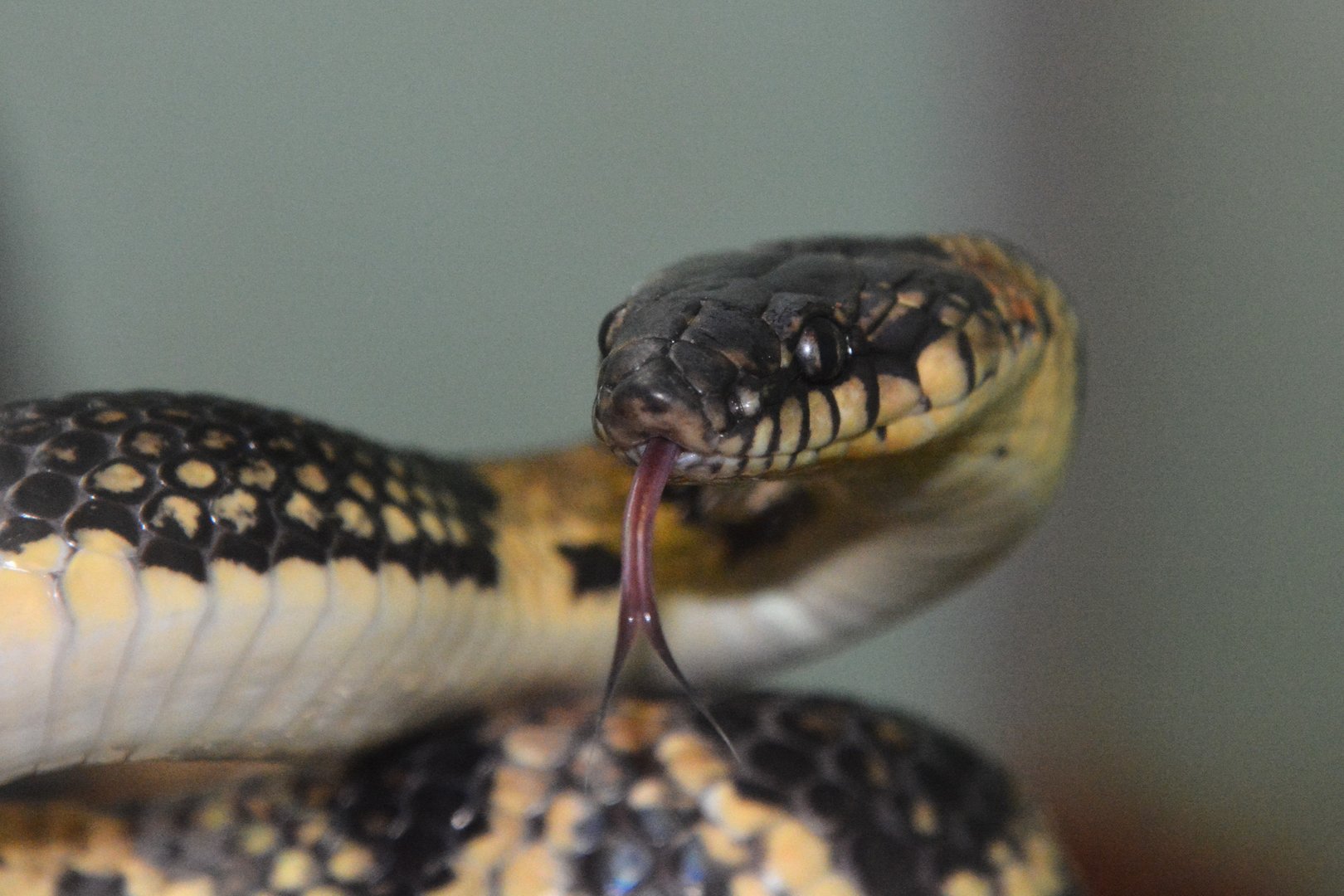 Ryukyu odd-tooth snake (Lycodon semicarinatus)