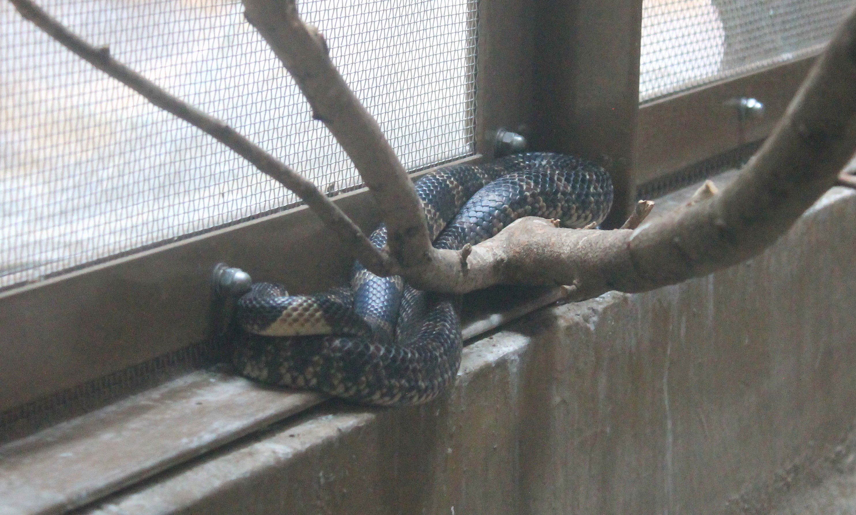 Ryukyu Odd-toothed Snake - Hirakawa Zoo (Kagoshima)