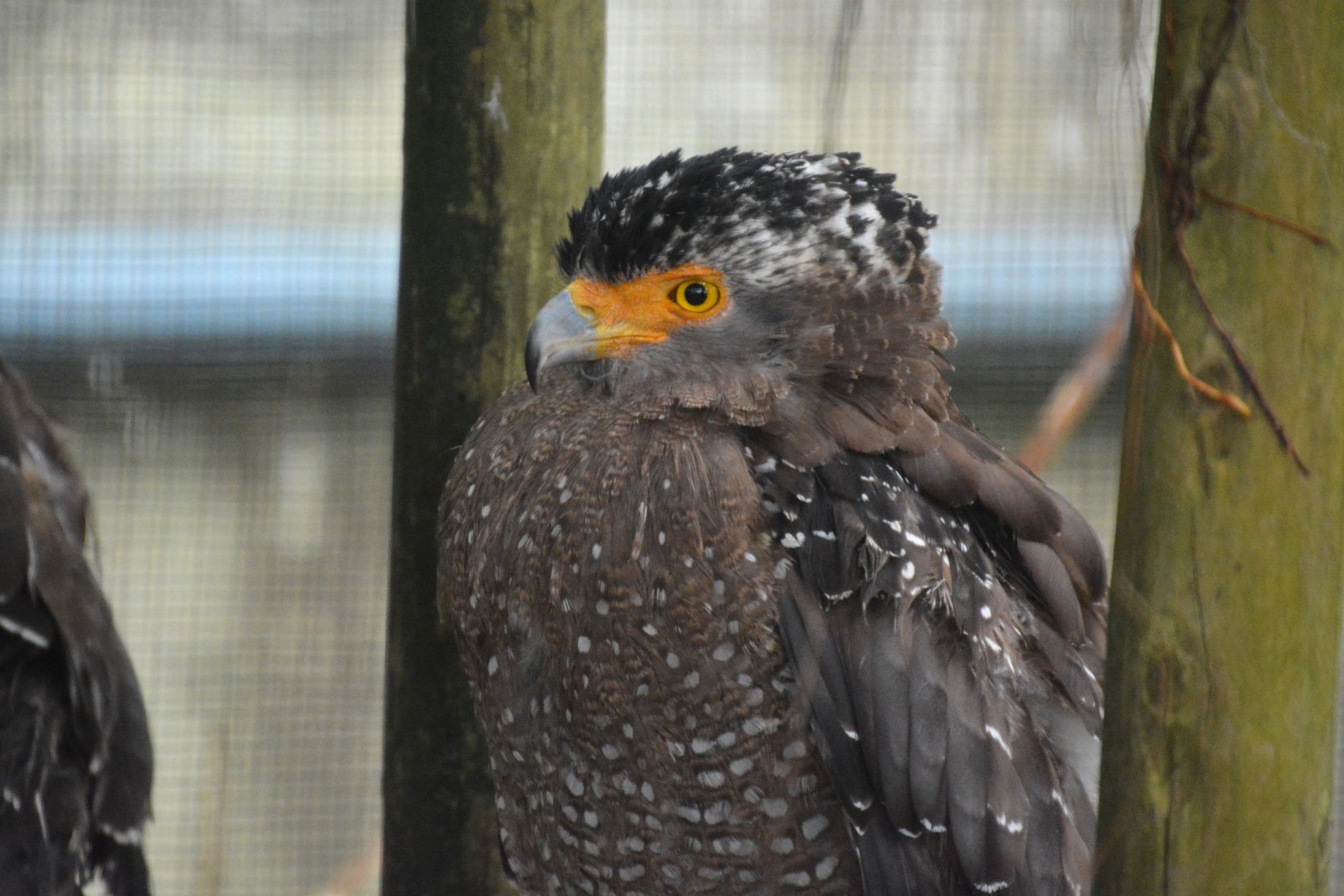 Ryukyu serpent eagle (Spilornis cheela perplexus)