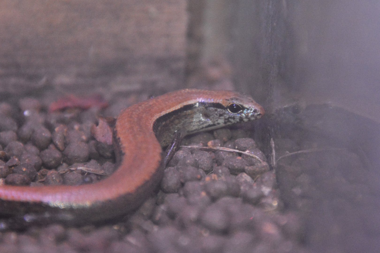 Ryukyu short-legged skink (Ateuchosaurus okinavensis)