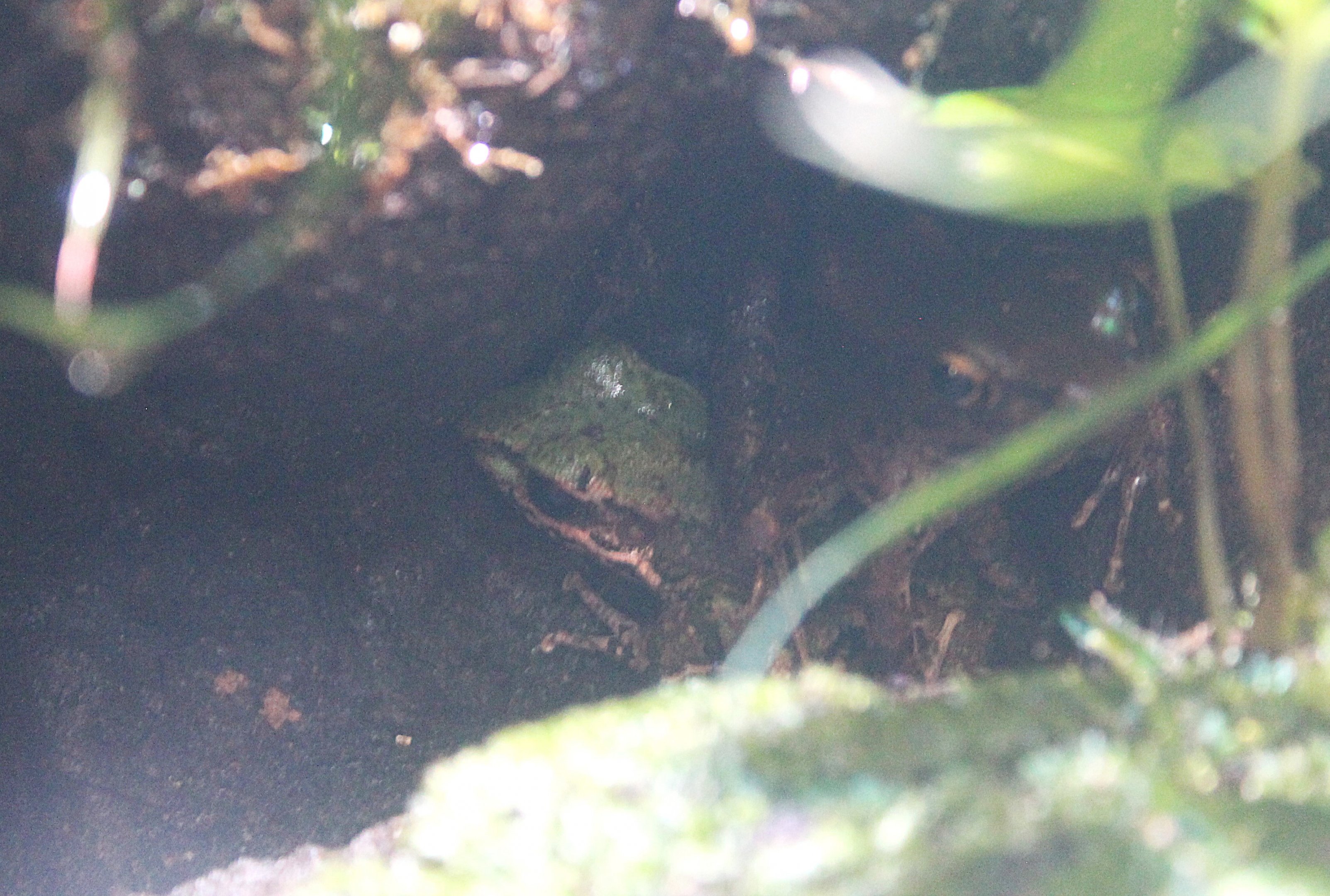 Ryukyu Tip-nosed Frog (Odorrana narina)