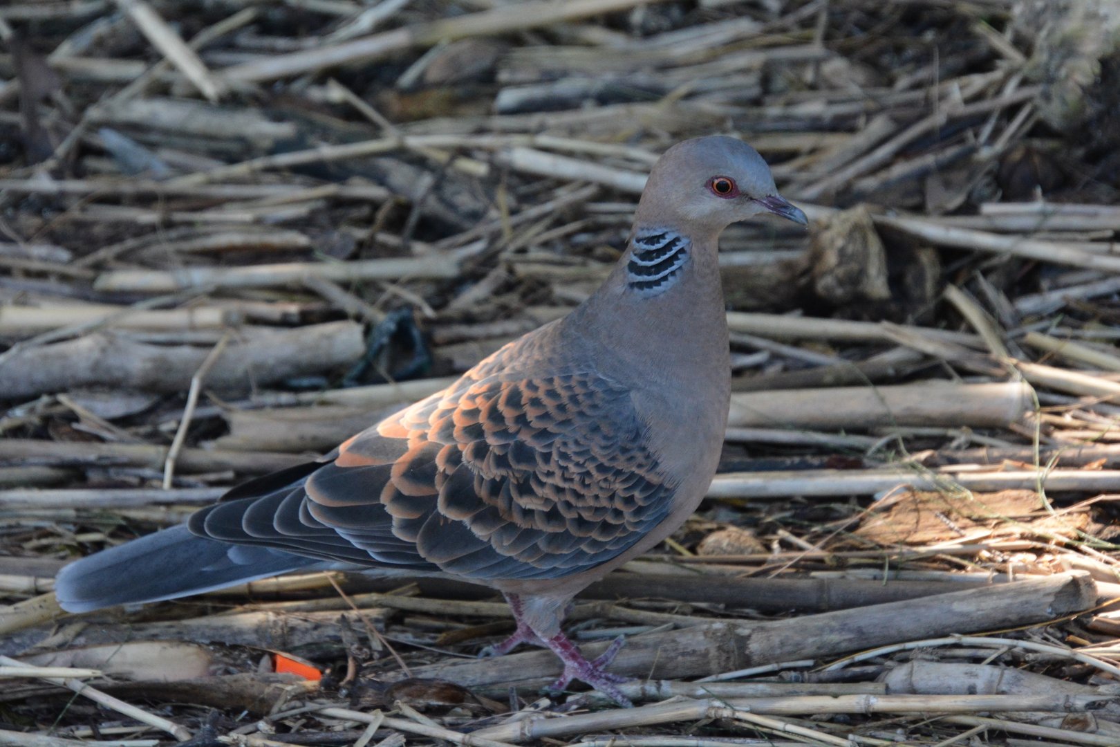 Ryukyu turtle dove (Streptopelia orientalis stimpsoni)