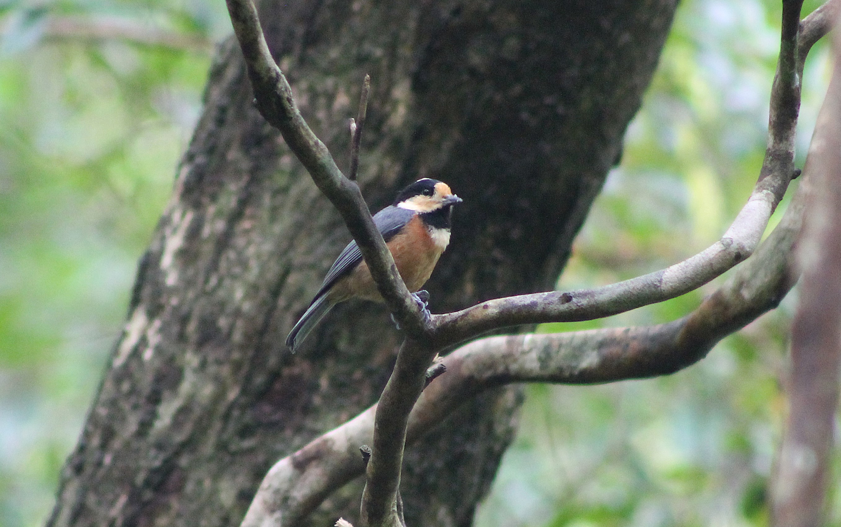 Ryukyu Varied Tit (Sittiparus varius amamii)