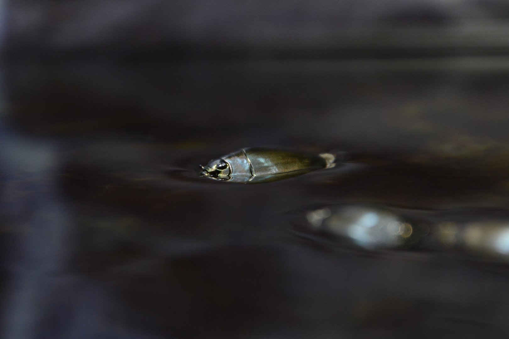Ryukyu whirligig beetle (Dineutus mellyi insularis)