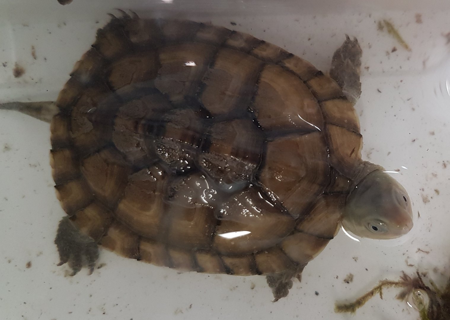 Ryukyu yellow pond turtle - Mauremys mutica kami