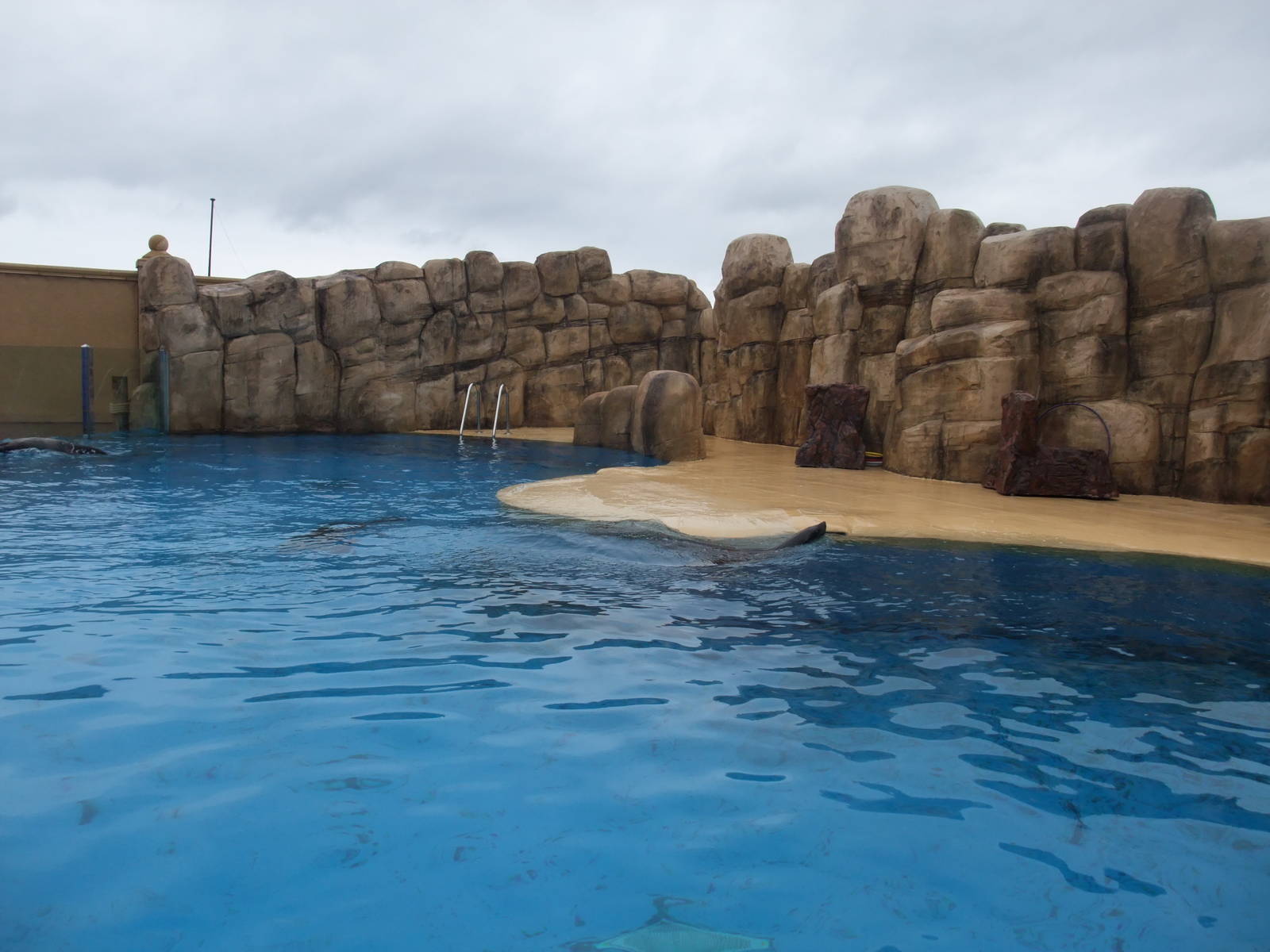 S African Fur Seal Pool at Rhyl SeaQuarium 04/05/09