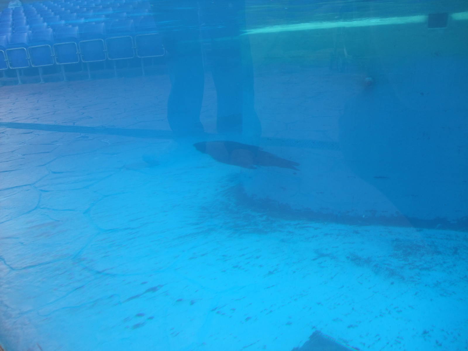 S African Fur Seal Pool at Rhyl SeaQuarium 04/05/09