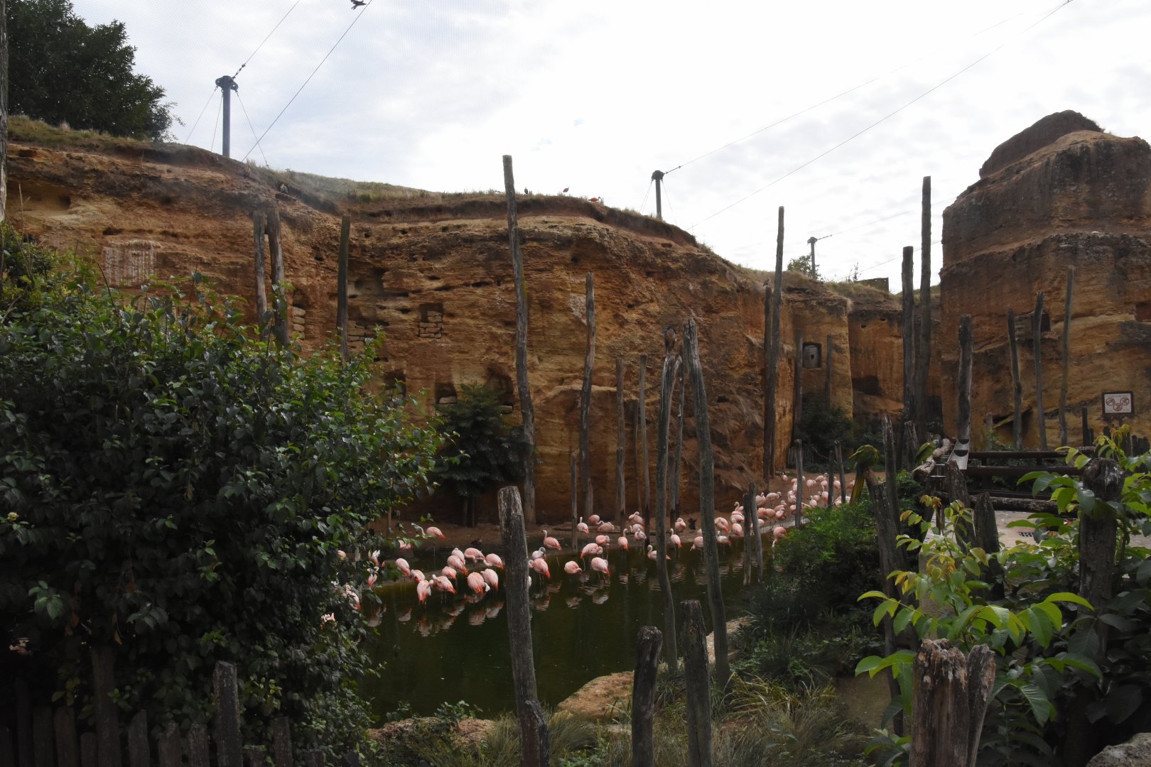 S-American aviary -Chilean Flamingo enclosure
