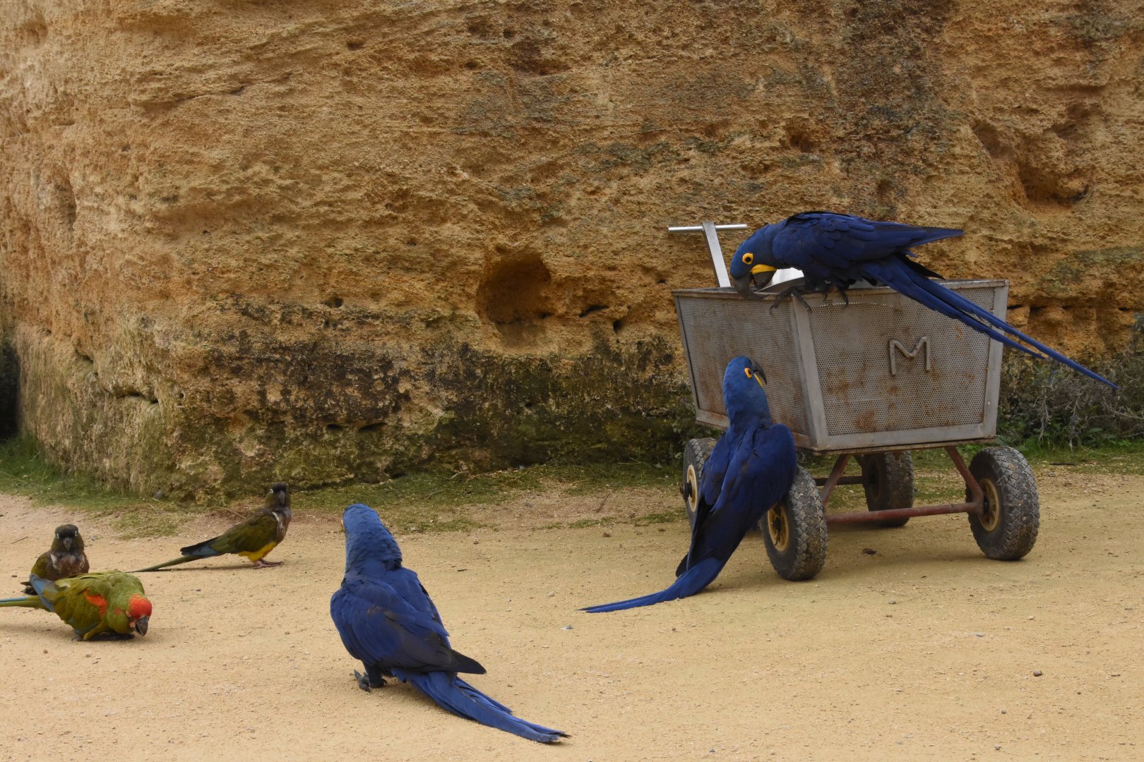S-American aviary - curious parrots