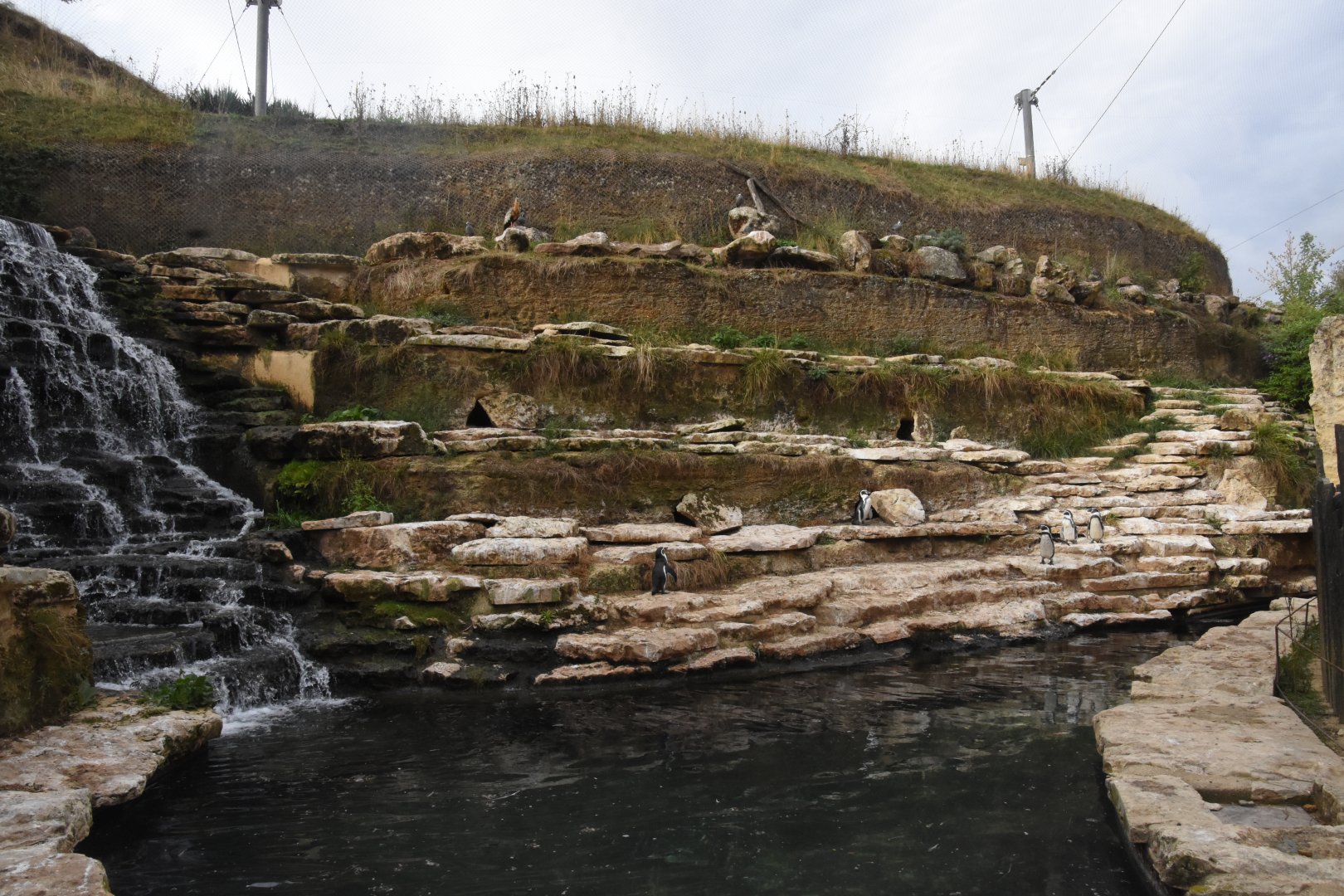 S-American aviary - part of Humboldt's Penguin enclosure