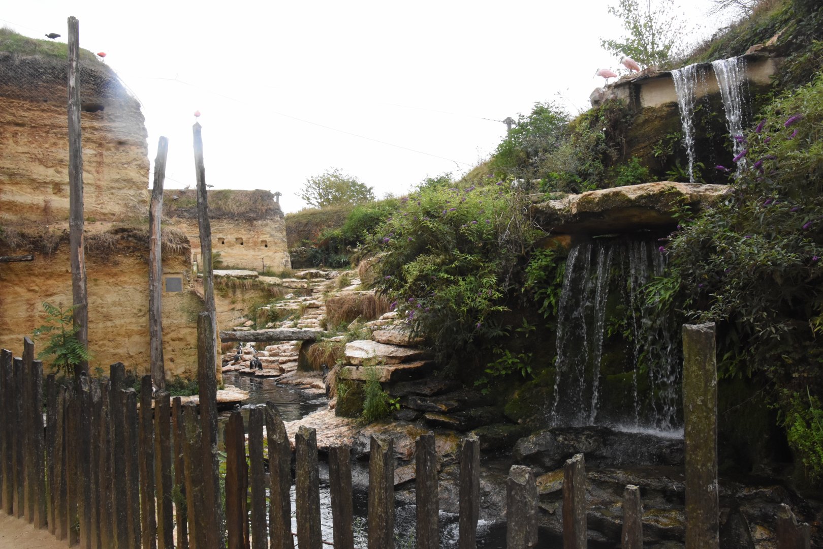 S-American aviary - Penguin enclosure