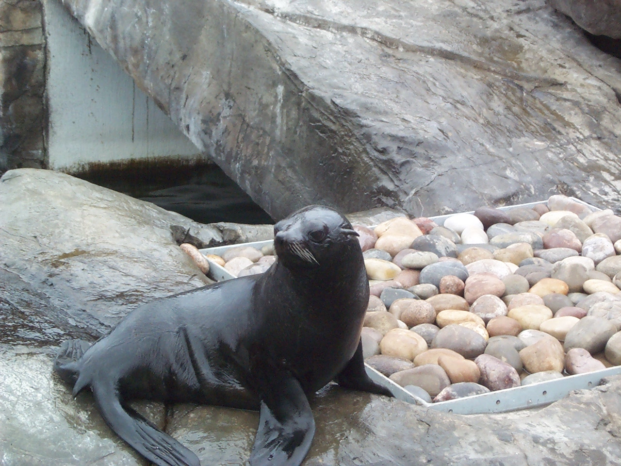 S.American Fur sea lion pup