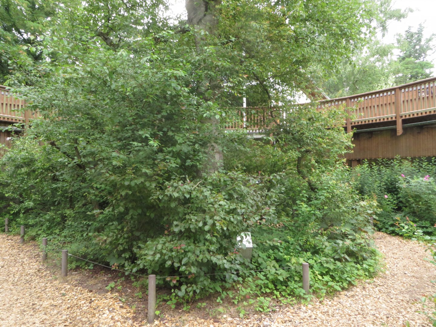 S-American monkey walkthrough