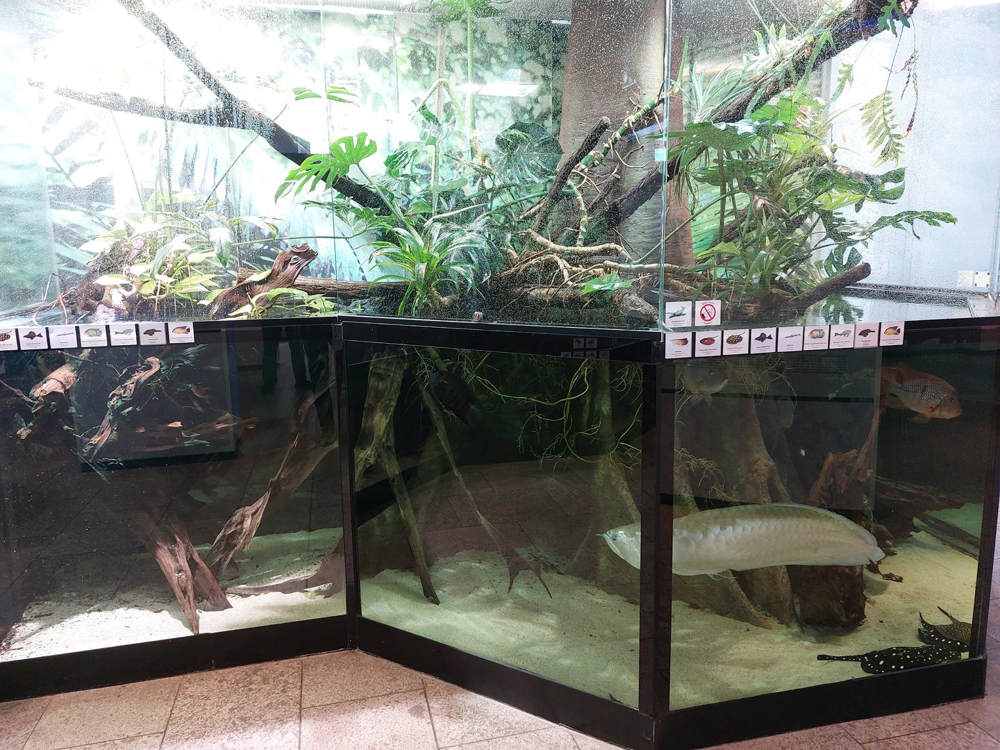 S-American paludarium