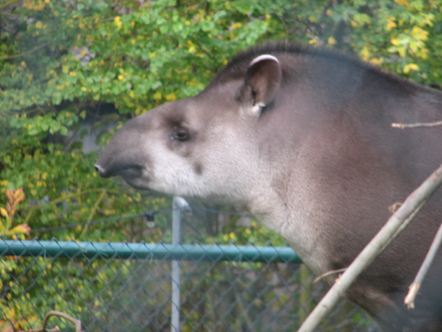 S-American tapir
