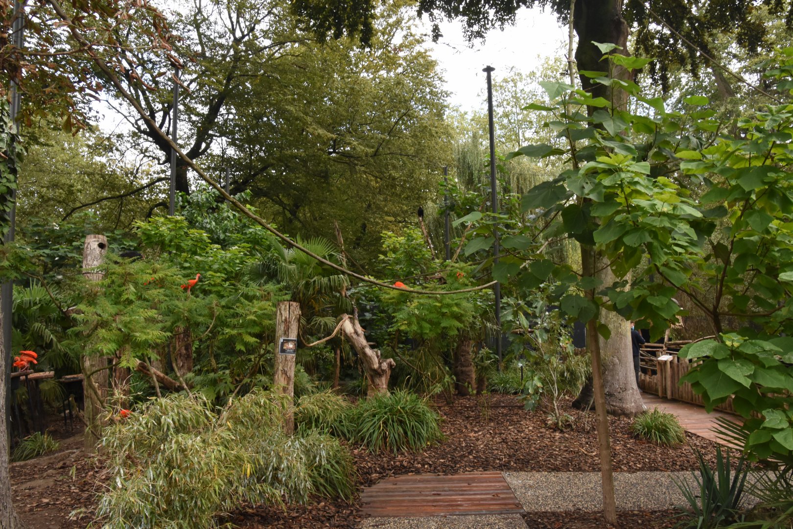 S-American walkthrough aviary - interior