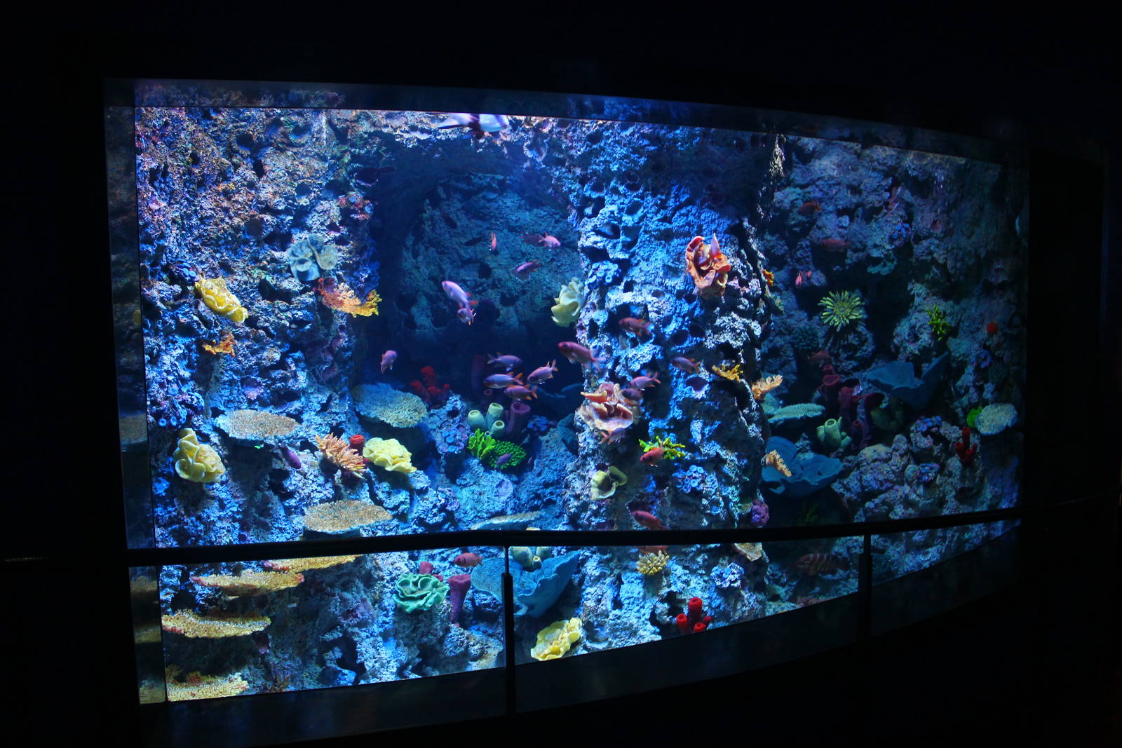 S.E.A. Aquarium - Arabian Gulf and Arabian Sea